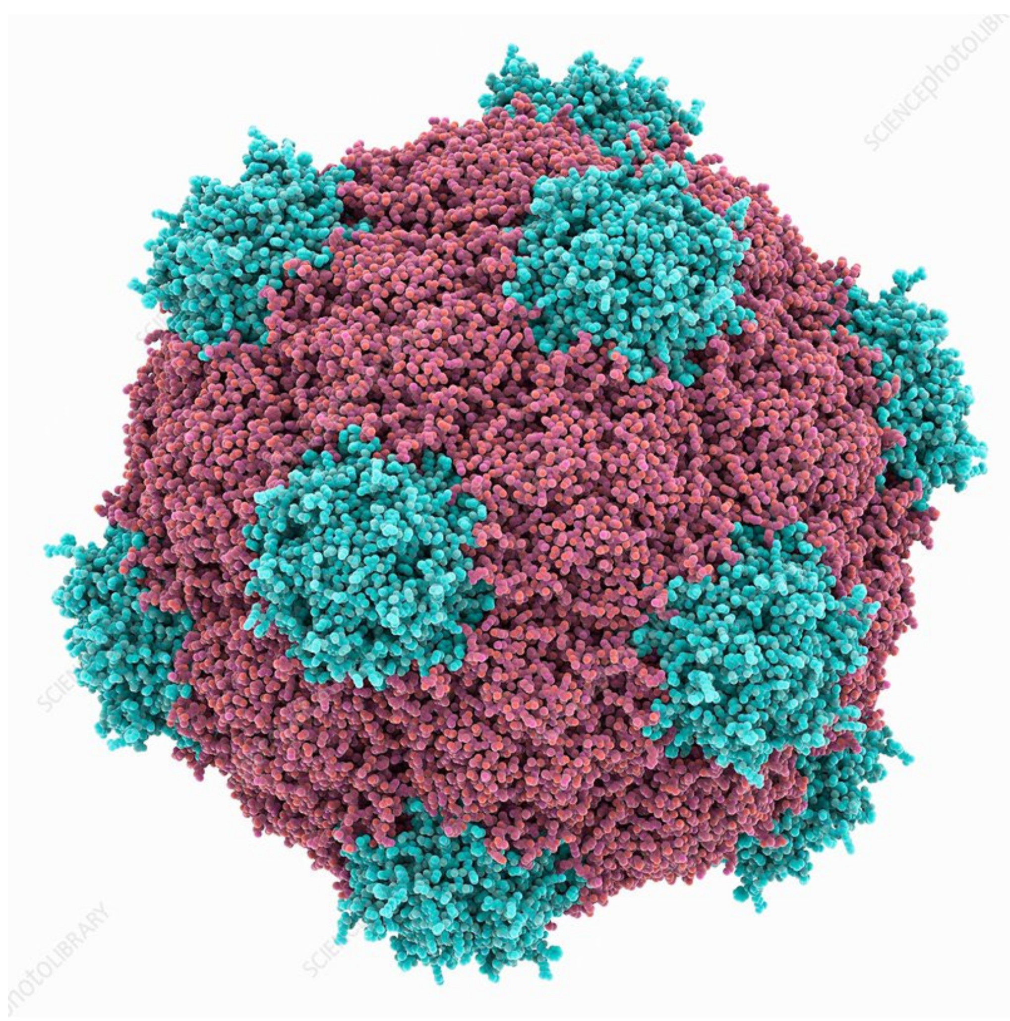 Vaccines 09 00830 g002