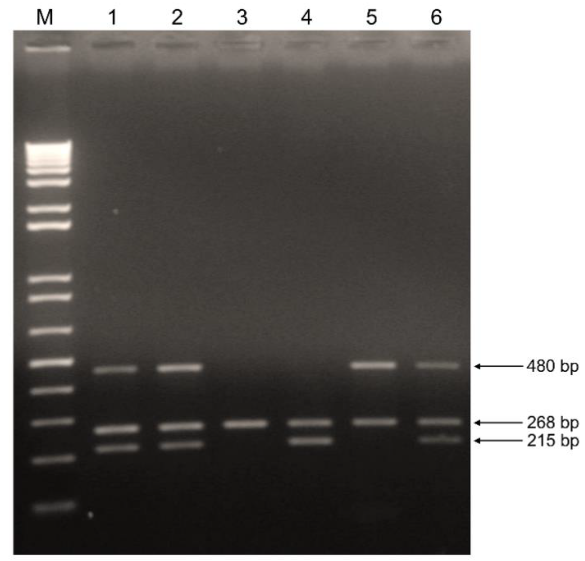 Vaccines 09 00831 g001