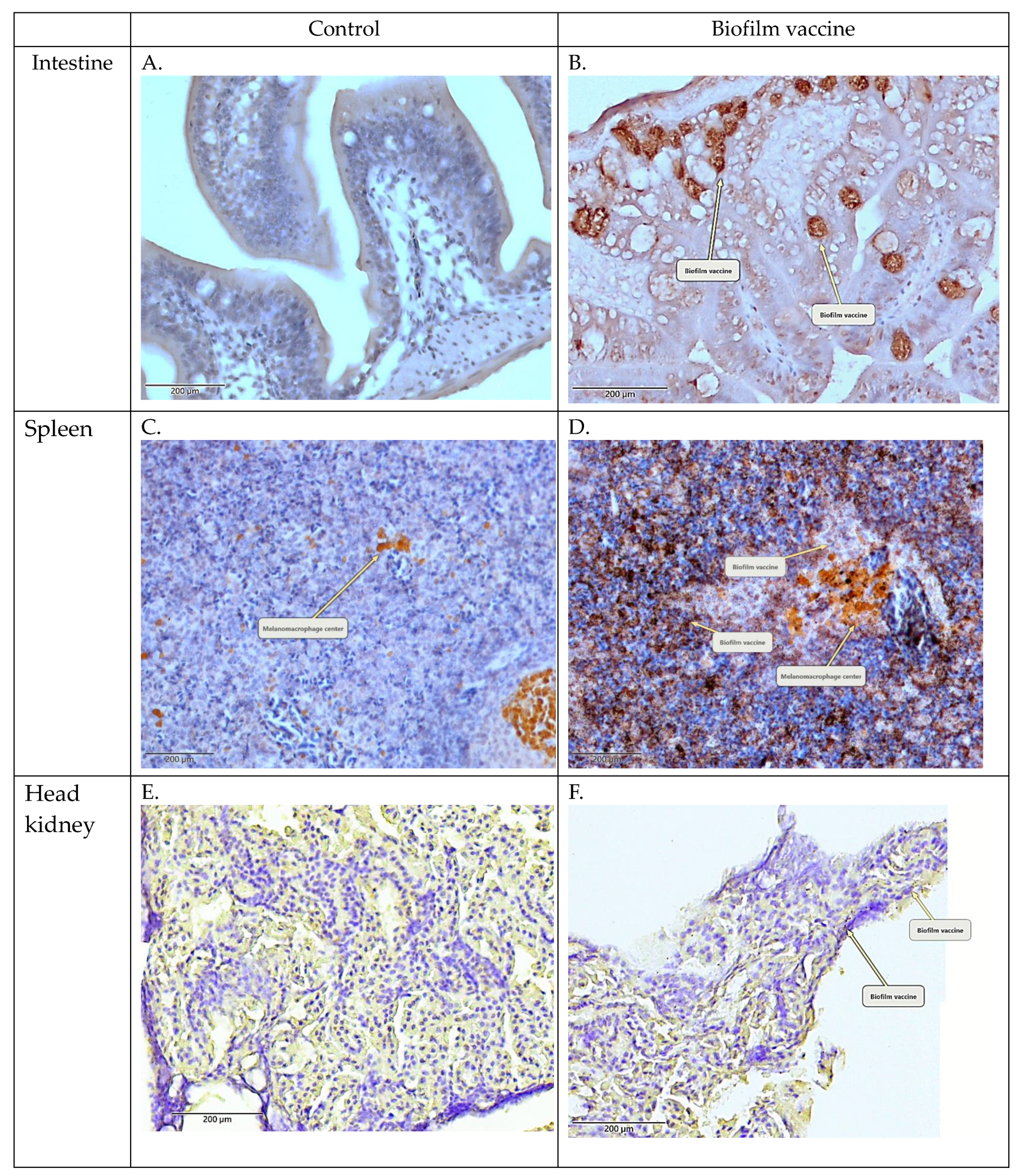 Vaccines 09 00844 g003 Vaccines 09 00844 g003