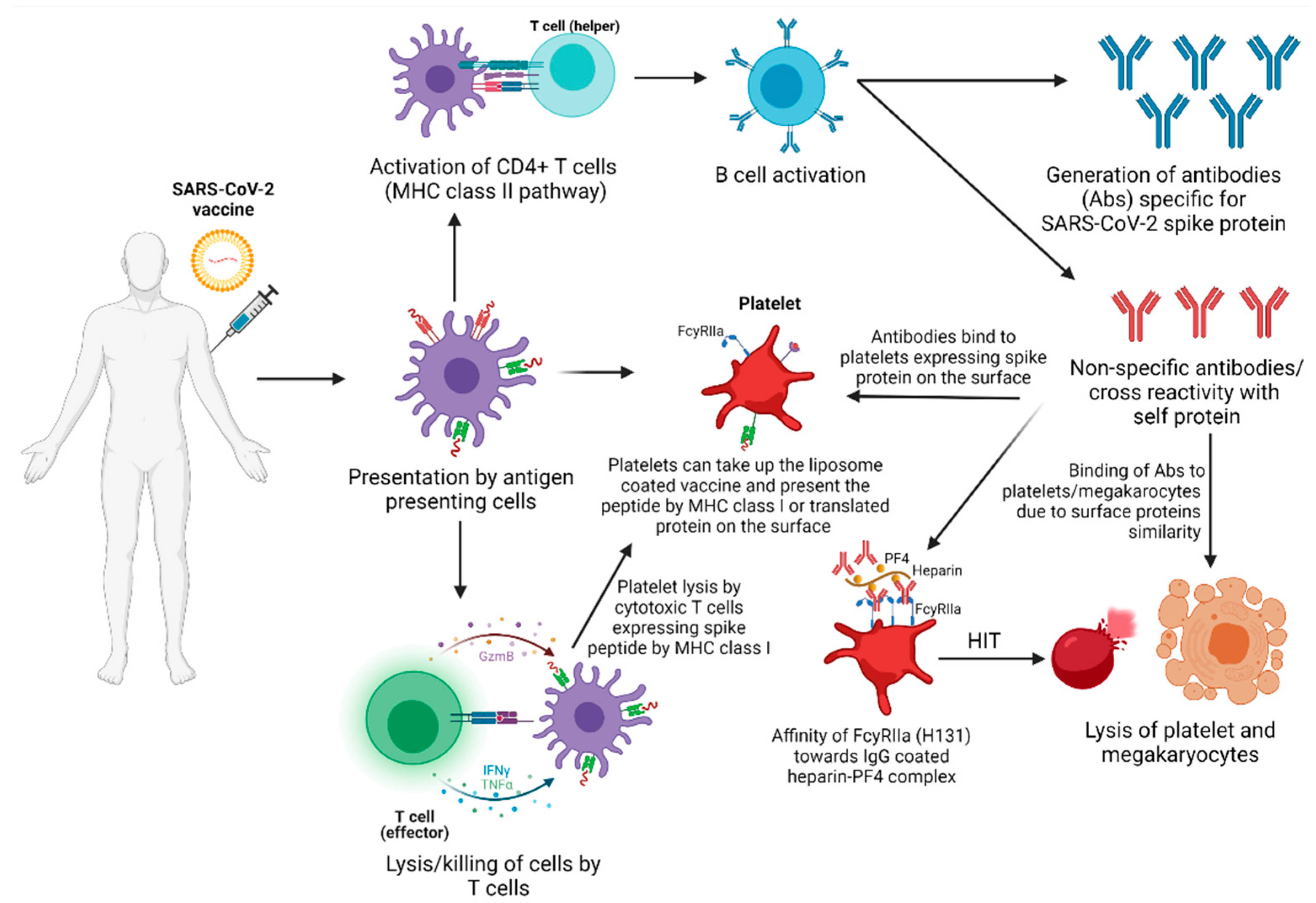 Vaccines Free FullText Antigen Presentation of mRNABased and