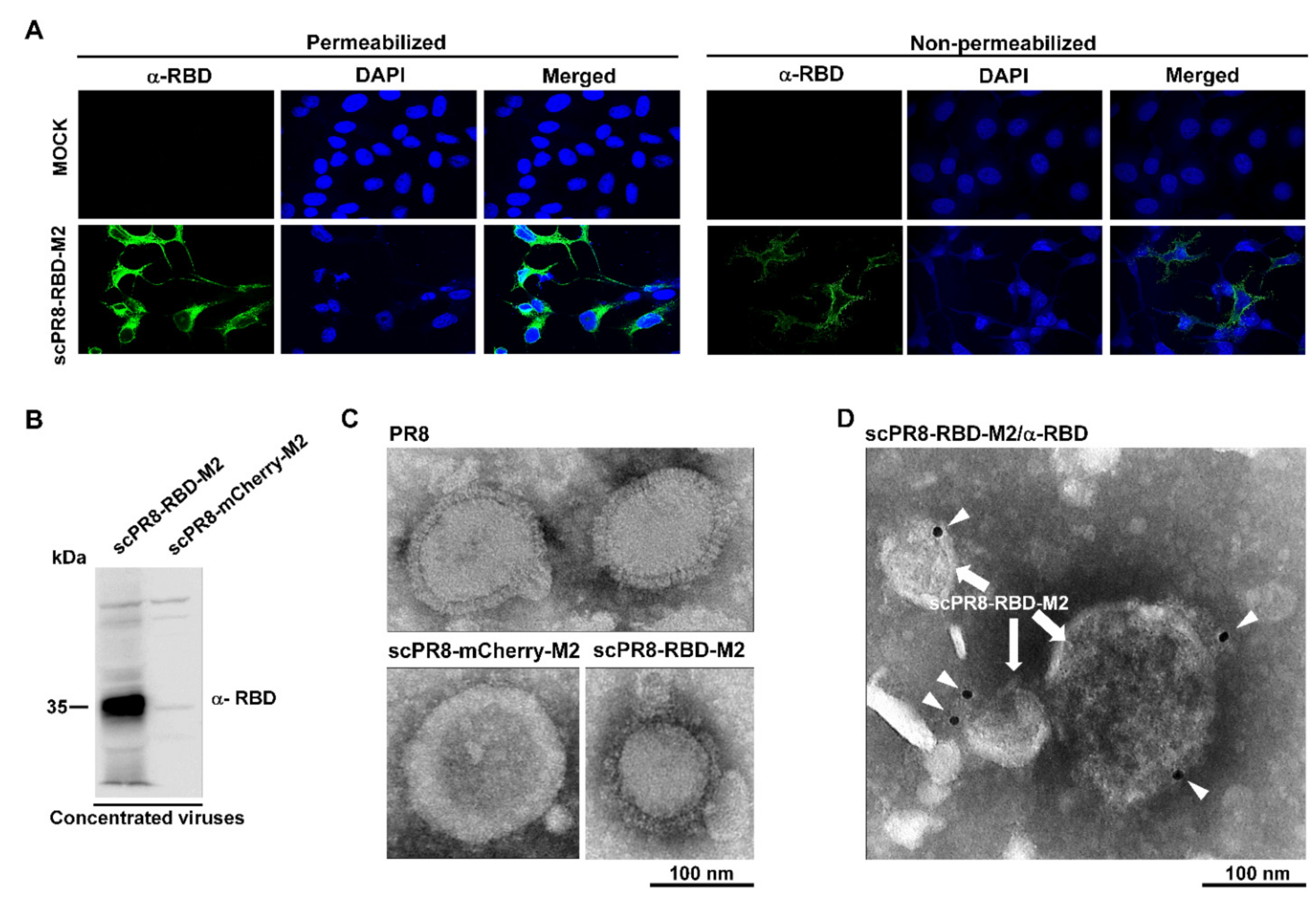 Vaccines 09 00850 g003 550