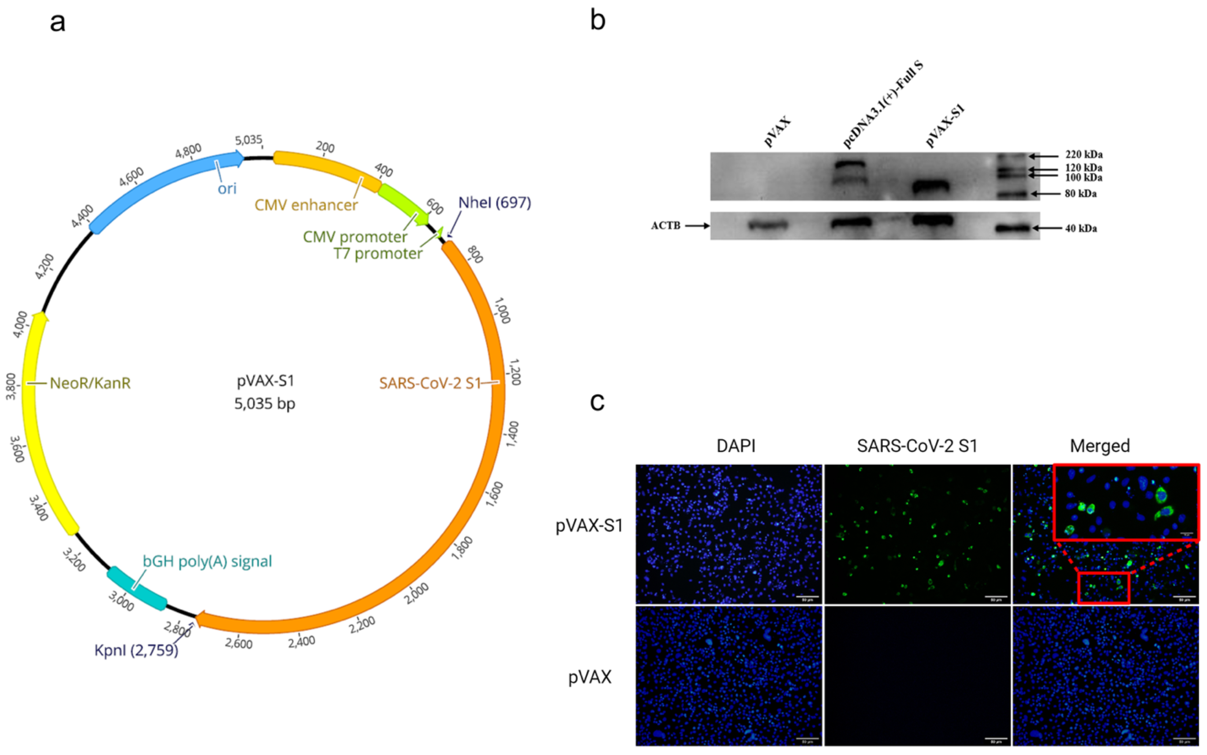 Safety and immunogenicity of INO-4800 DNA vaccine against SARS-CoV