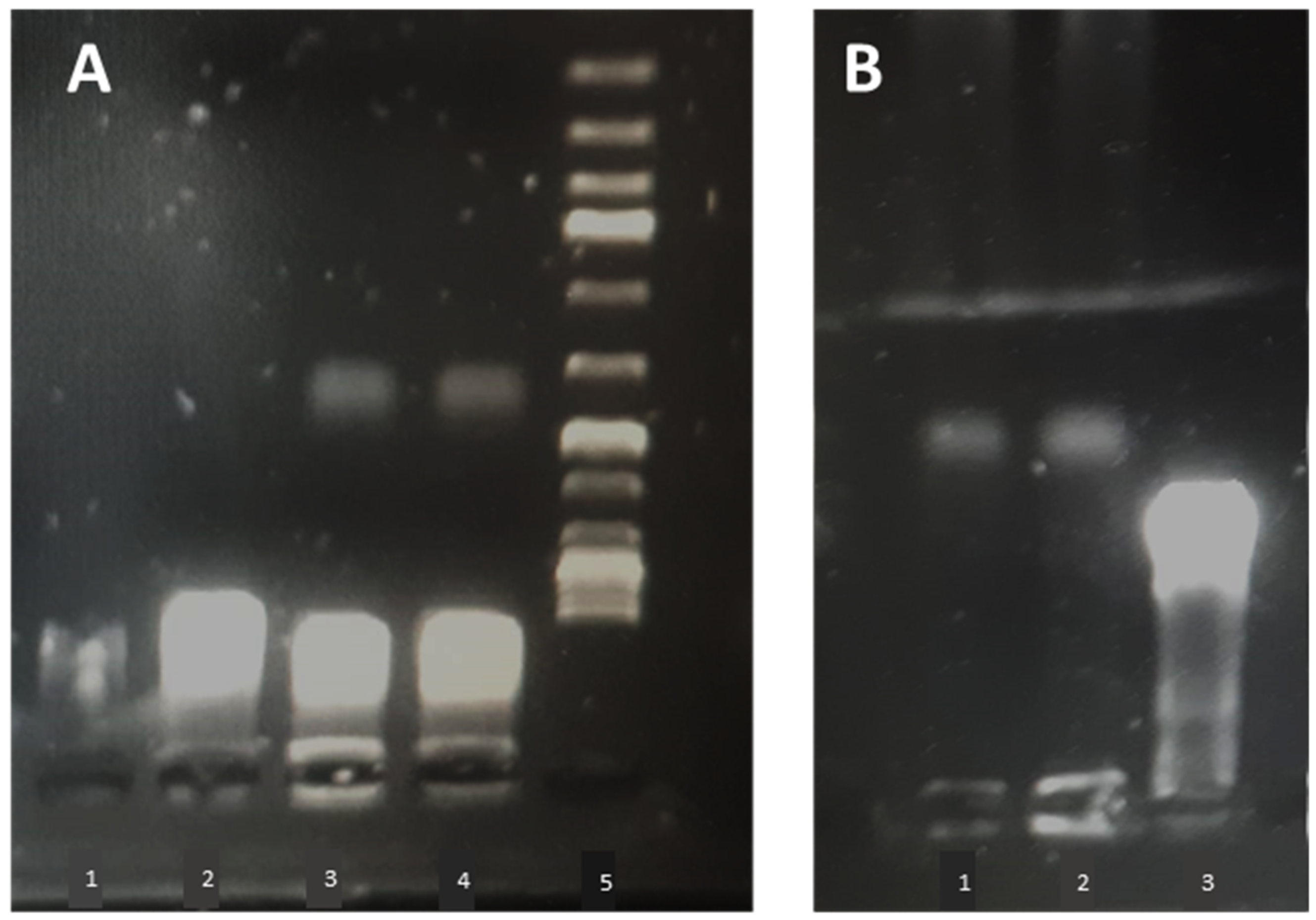 Vaccines 09 00874 g007 550