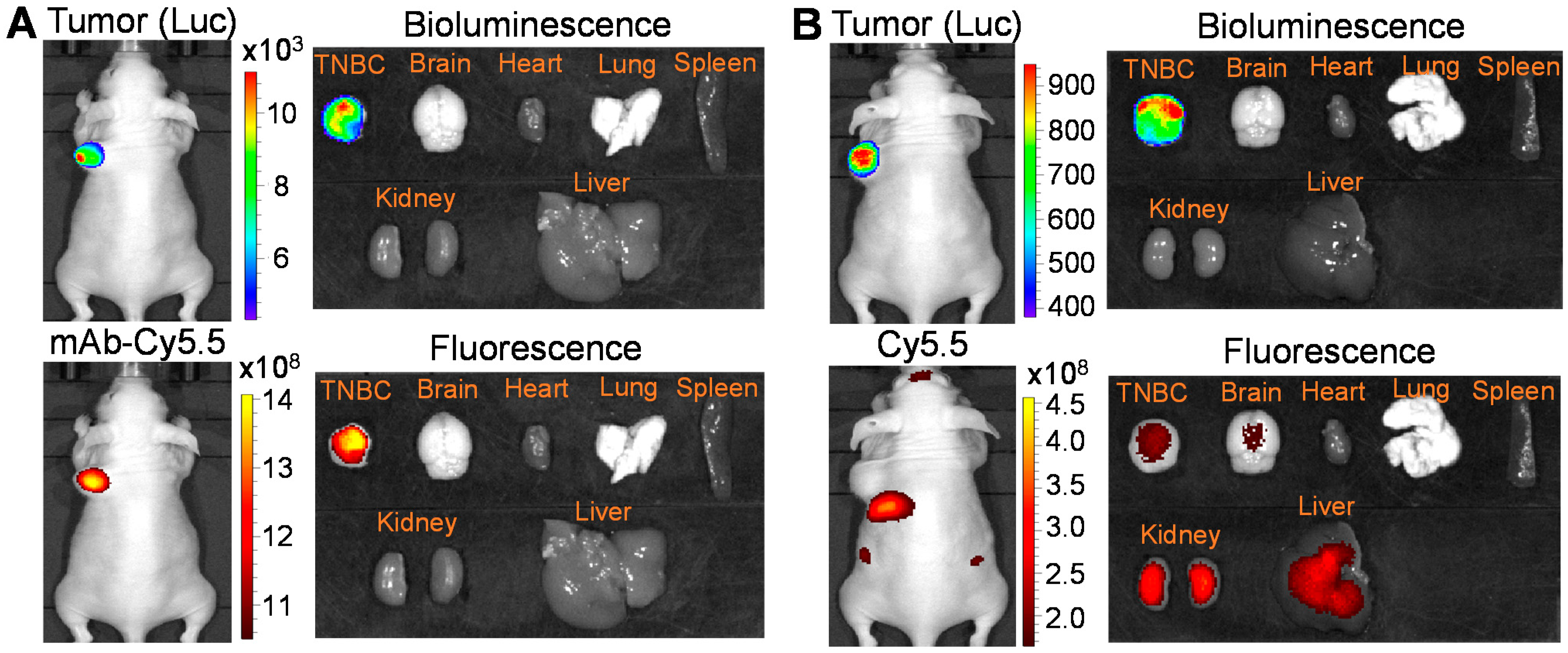 Vaccines 09 00882 g004 550