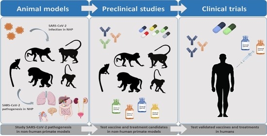 Vaccines Free Full Text Covid 19 Research Lessons From Non Human Primate Models Html