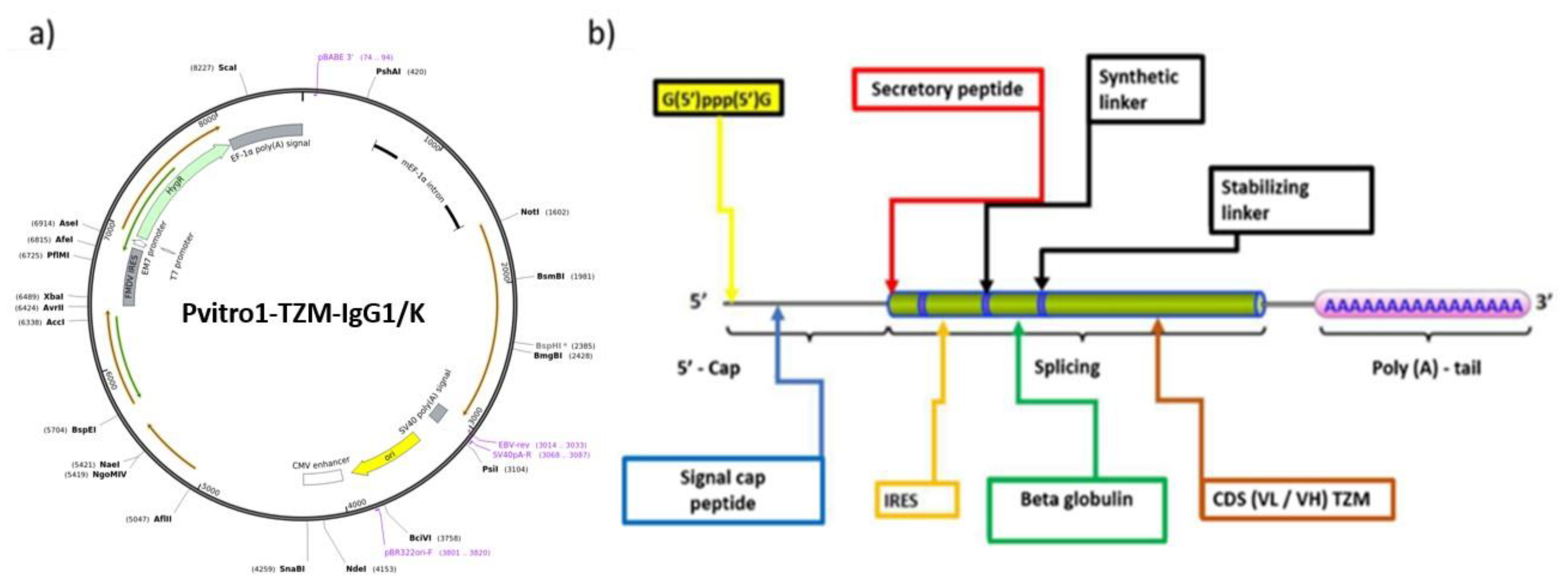 Vaccines 09 00890 g005