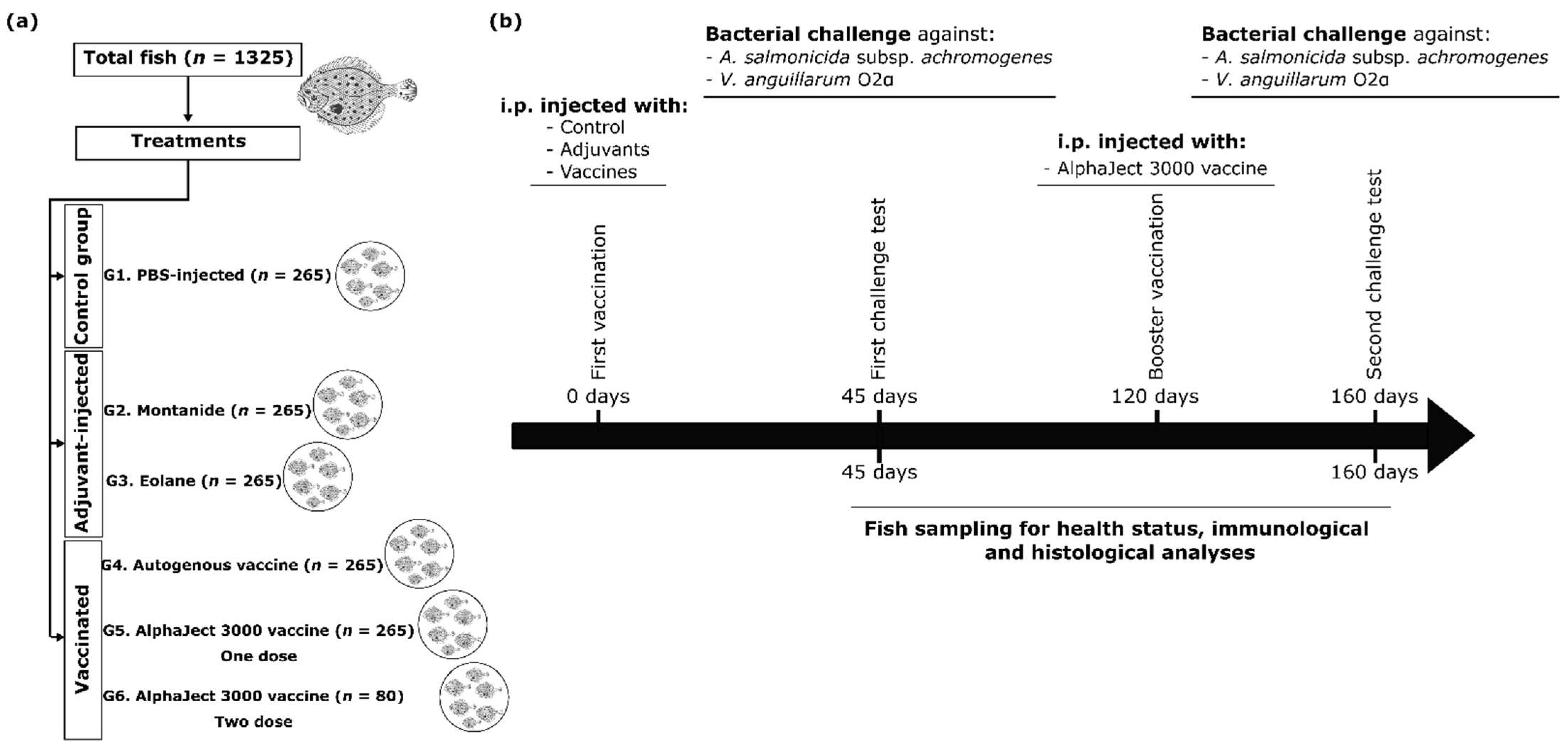 Vaccines 09 00906 g001