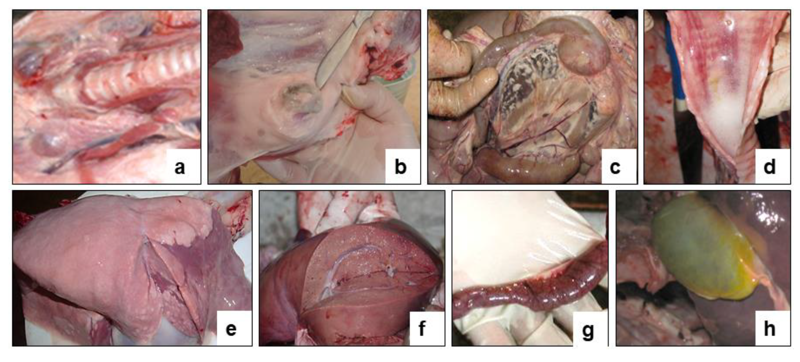 Vaccines 09 00912 g007 550