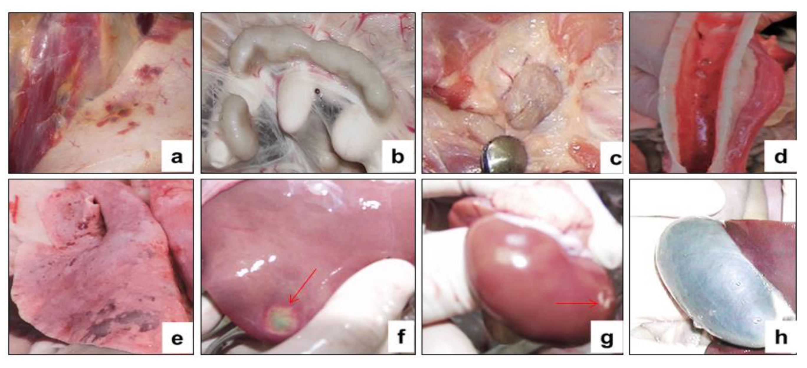 Vaccines 09 00912 g010 550