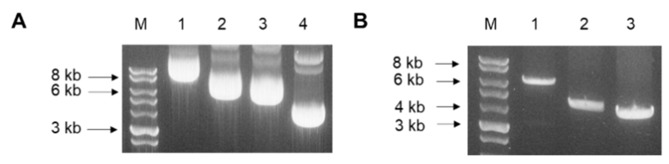 Vaccines 09 00920 g002 550
