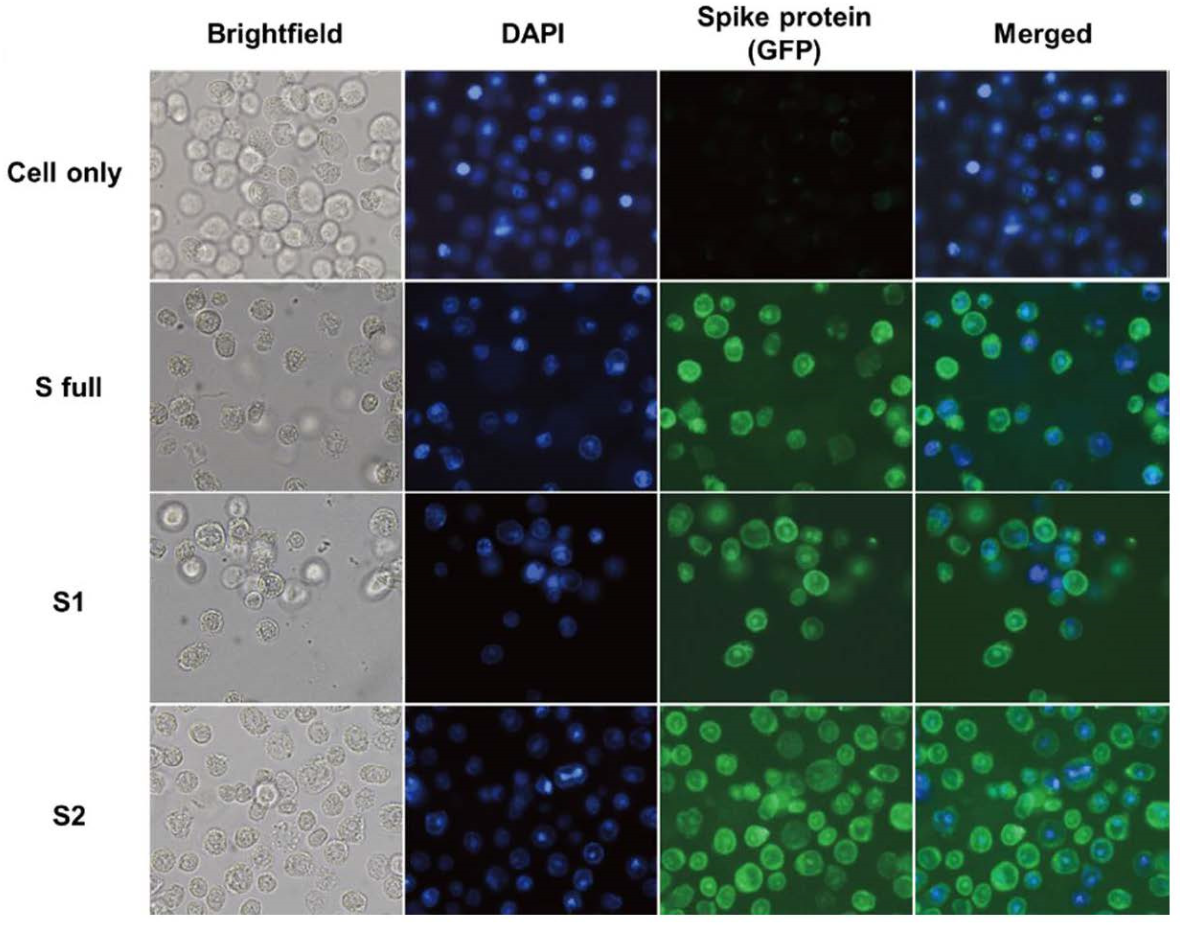 Vaccines 09 00920 g003 550