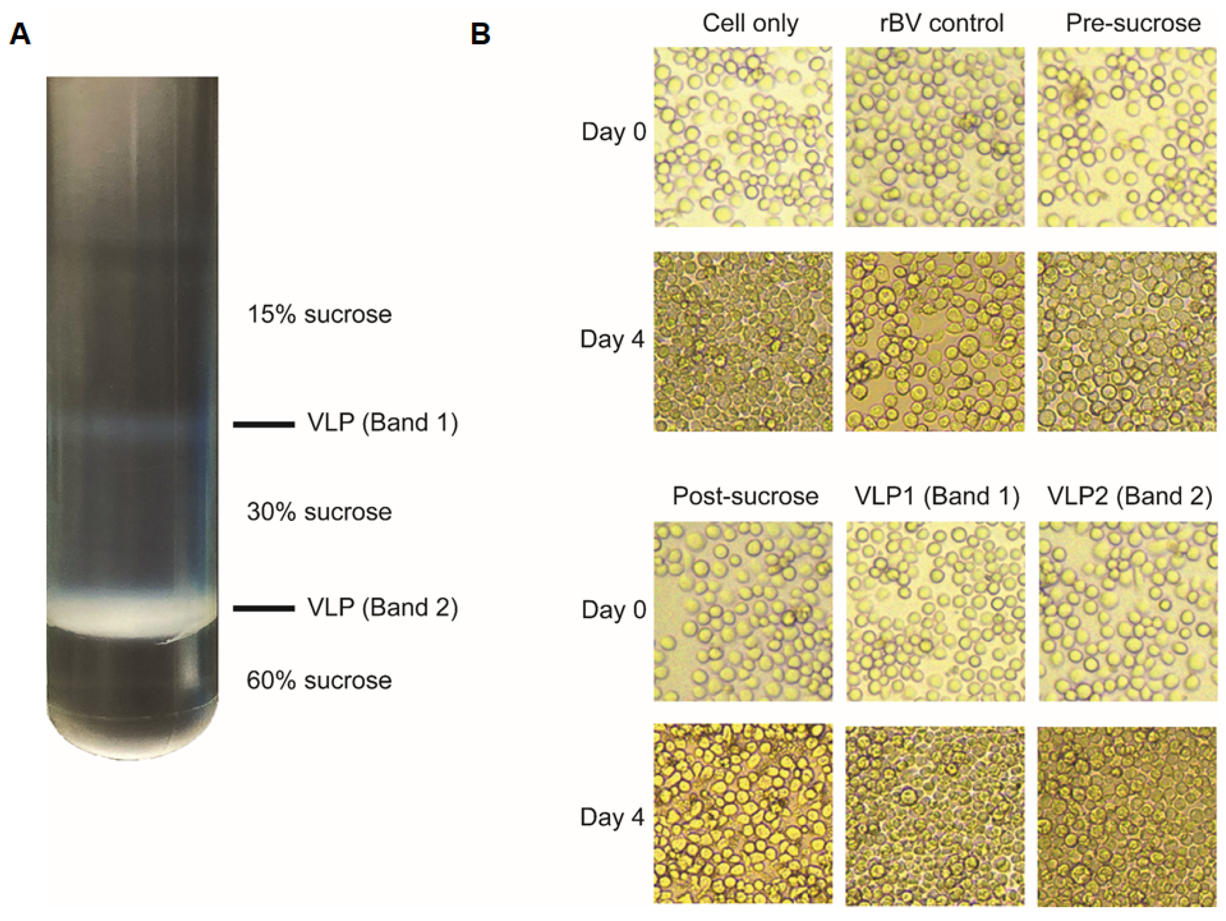 Vaccines 09 00920 g004 550