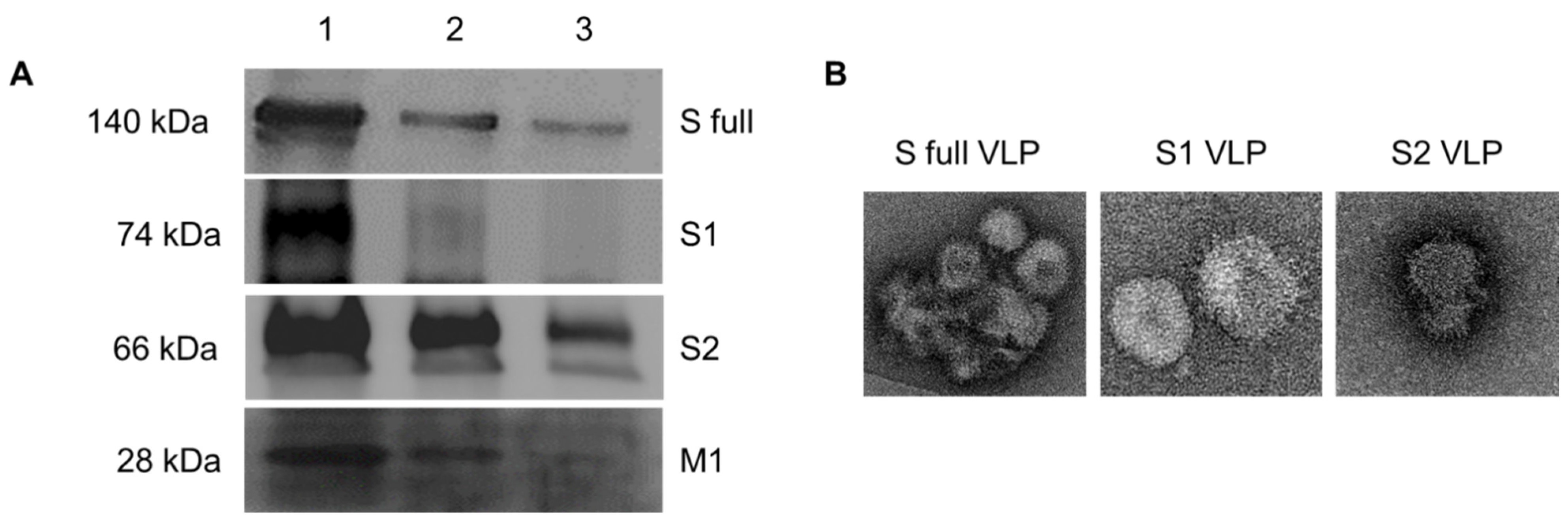 Vaccines 09 00920 g005 550