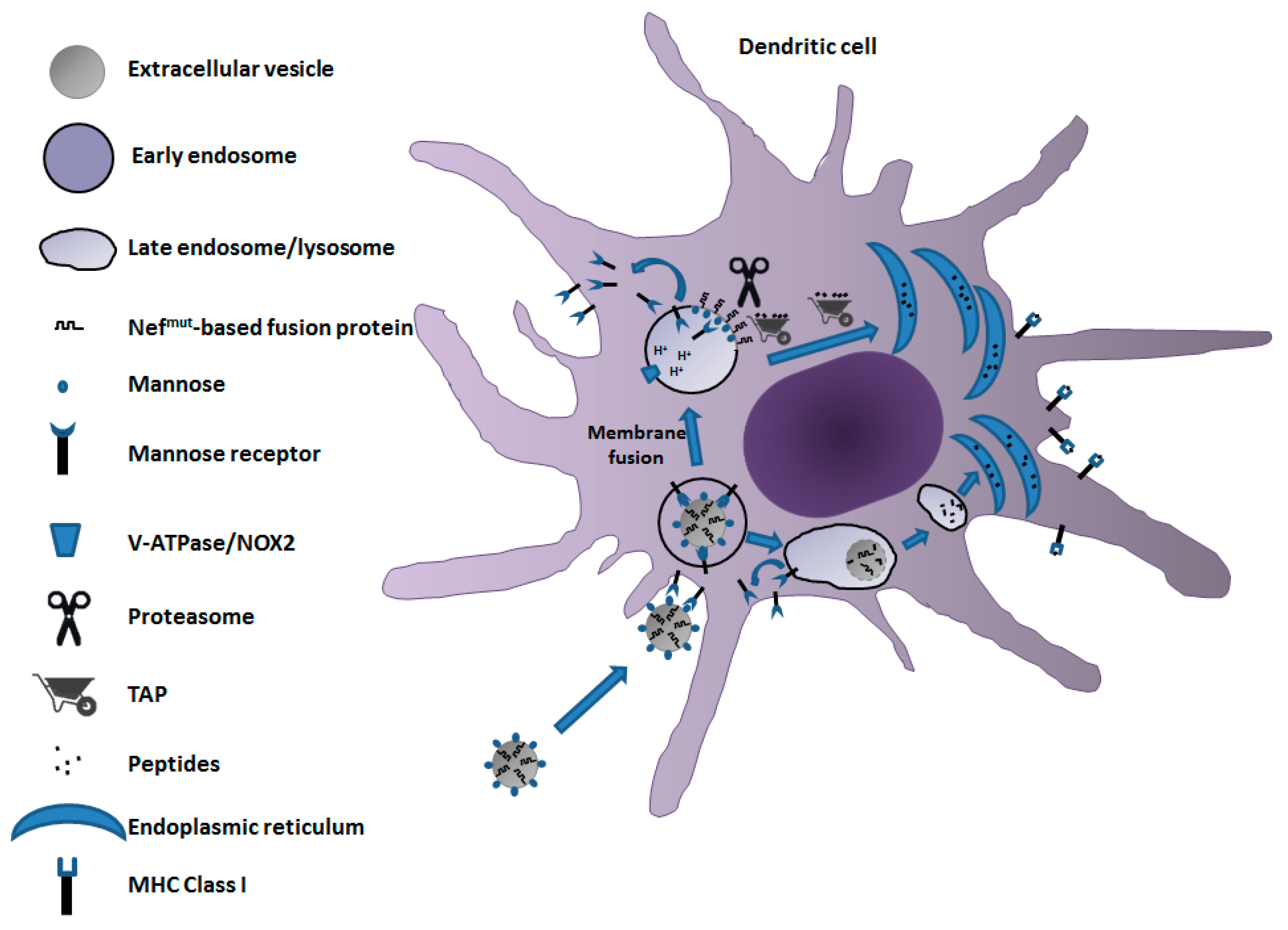 Vaccines 09 00922 g002