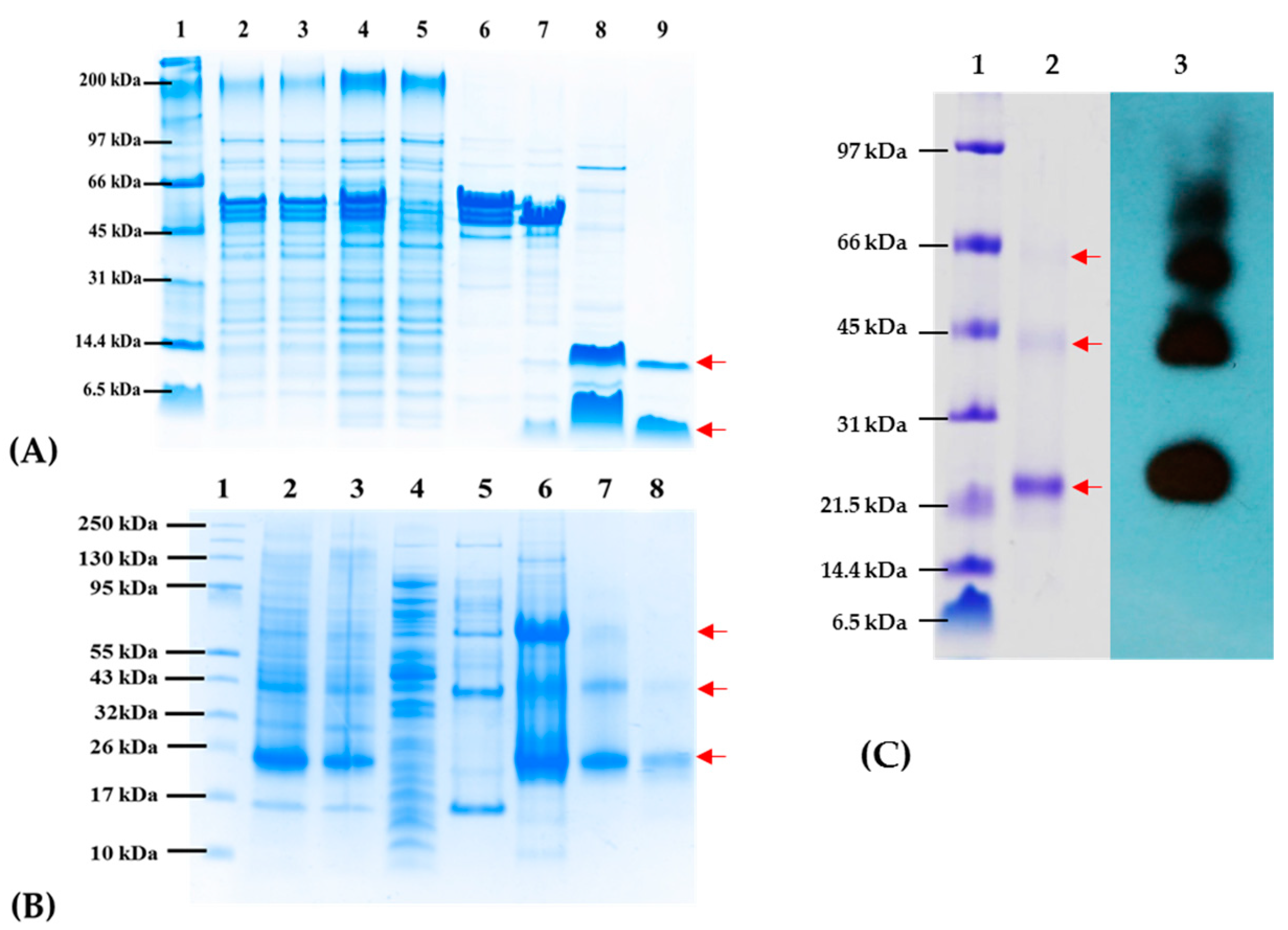 Vaccines 09 00928 g003