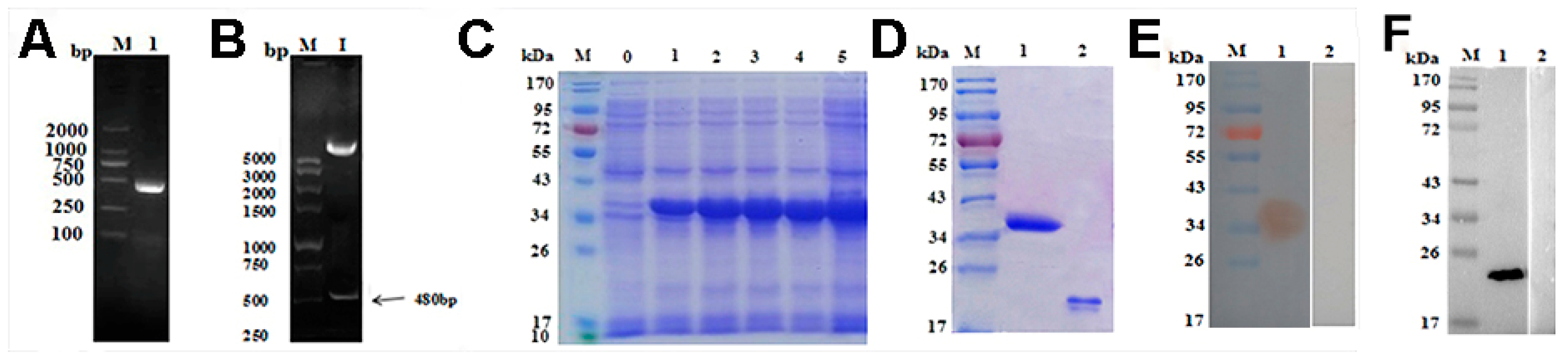 Vaccines 09 00934 g002