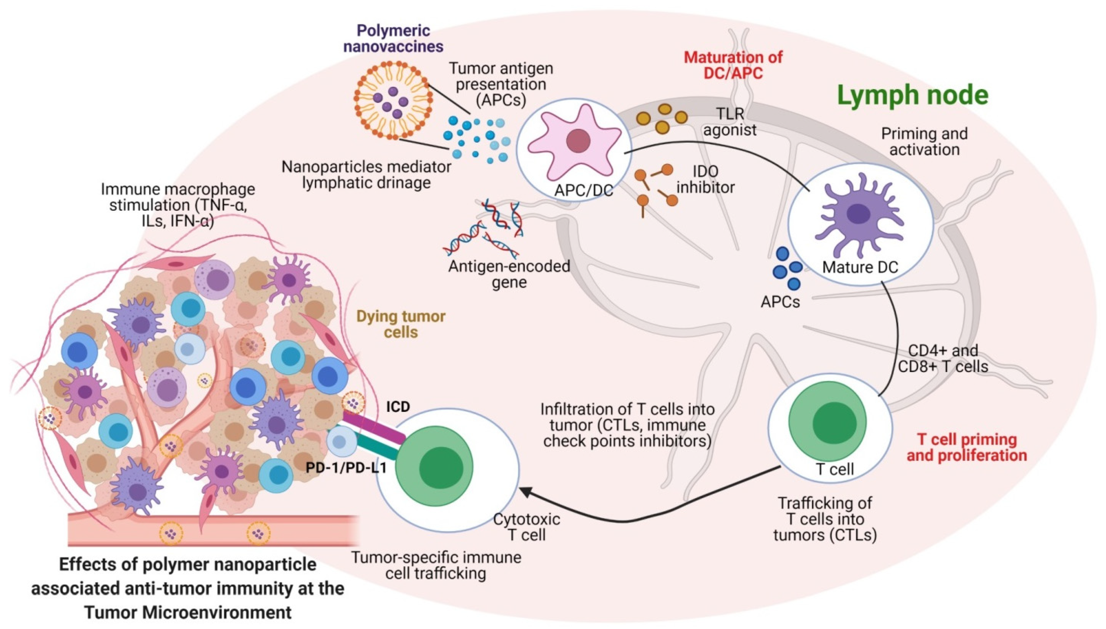 Vaccines 09 00935 g004
