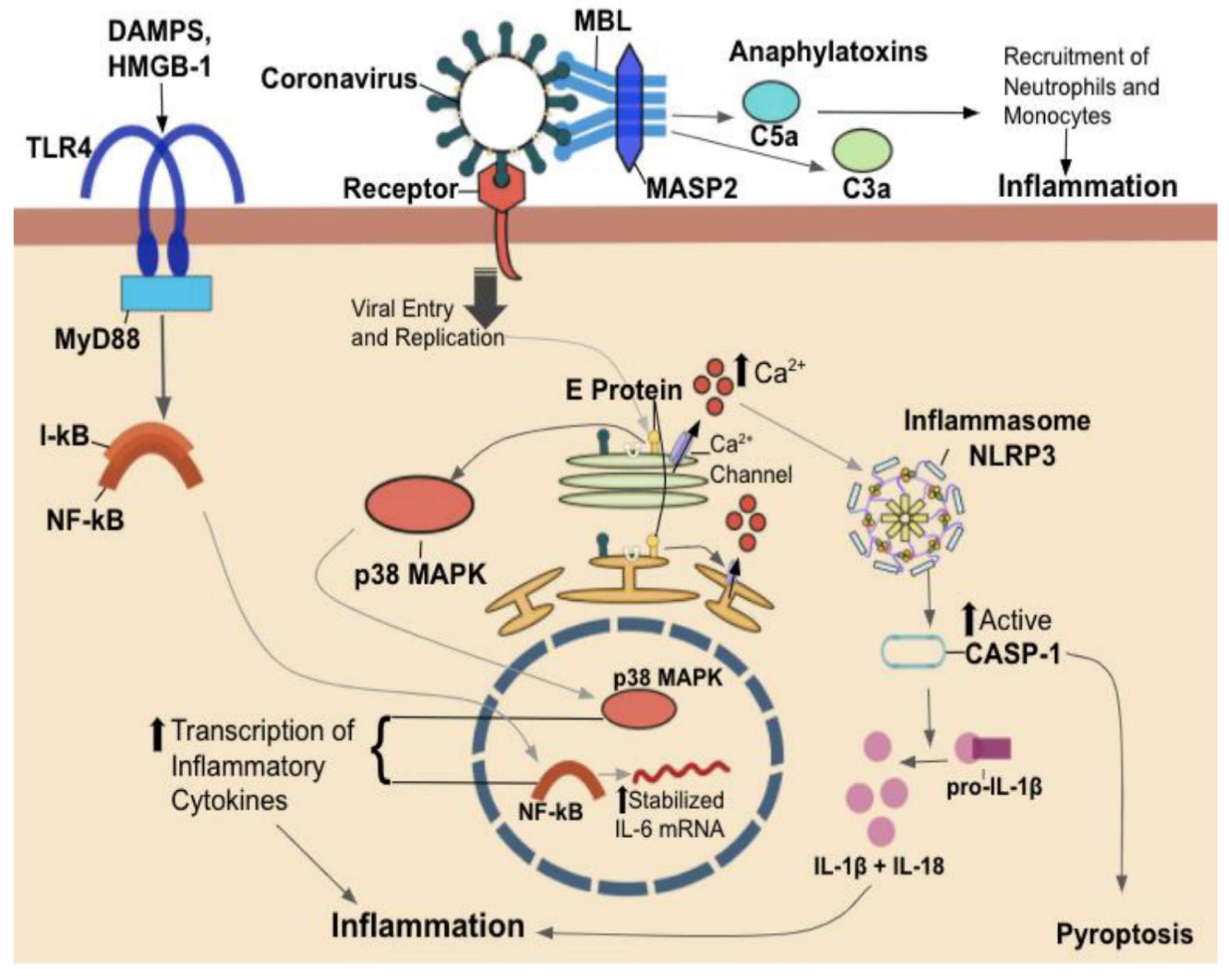 vaccines free full text risk factors associated with the clinical outcomes of covid 19 and its variants in the context of cytokine storm and therapeutics vaccine development challenges html