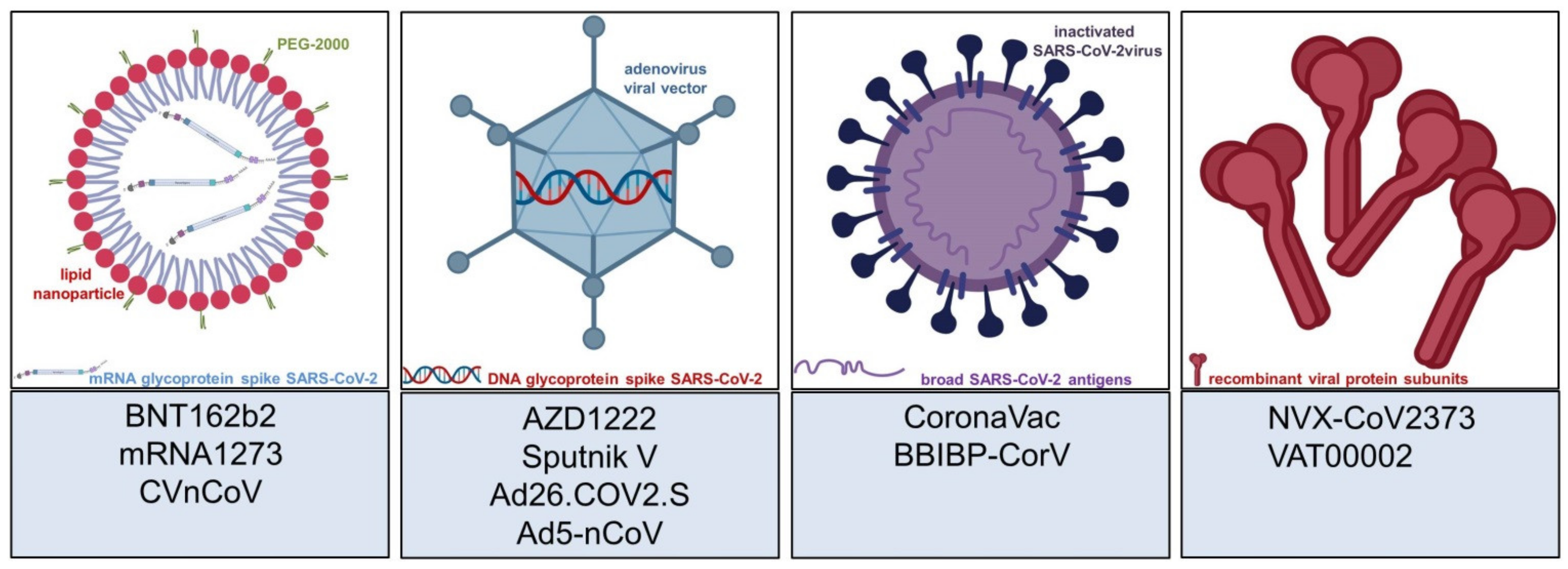 Local Rapt Sex Video - Vaccines | Free Full-Text | Cutaneous Adverse Reactions to COVID-19  Vaccines: Insights from an Immuno-Dermatological Perspective