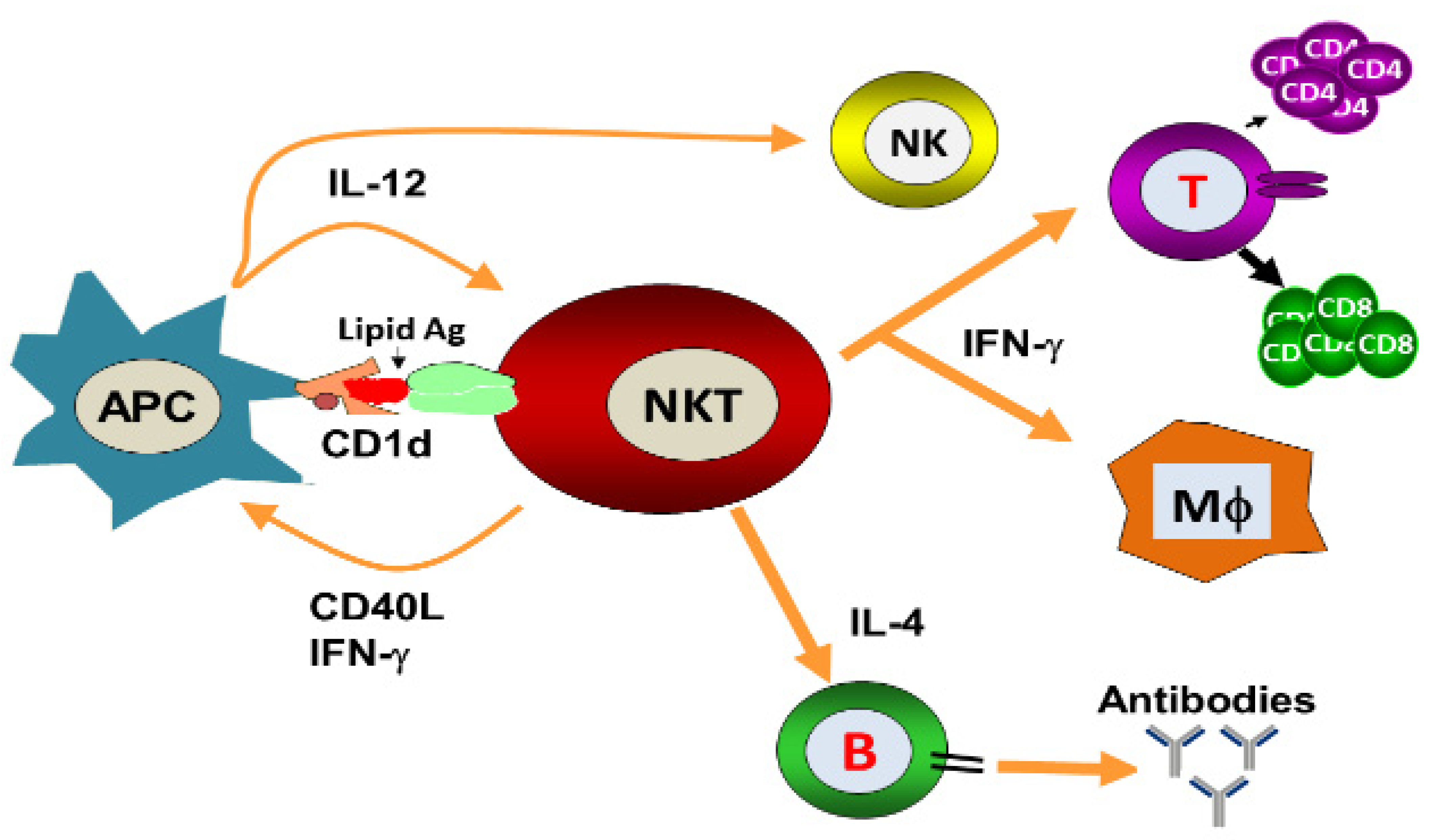 Role of NKT Cells during Viral Infection and the Development