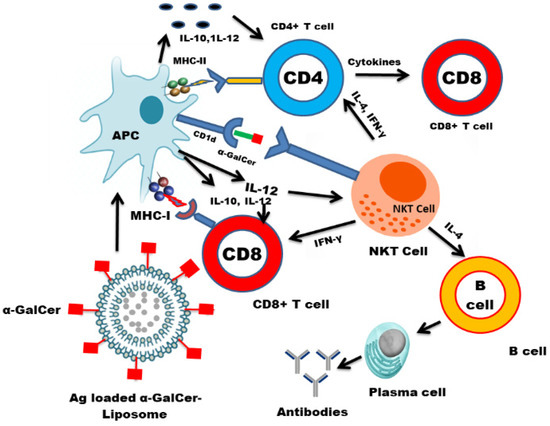 Role of NKT Cells during Viral Infection and the Development