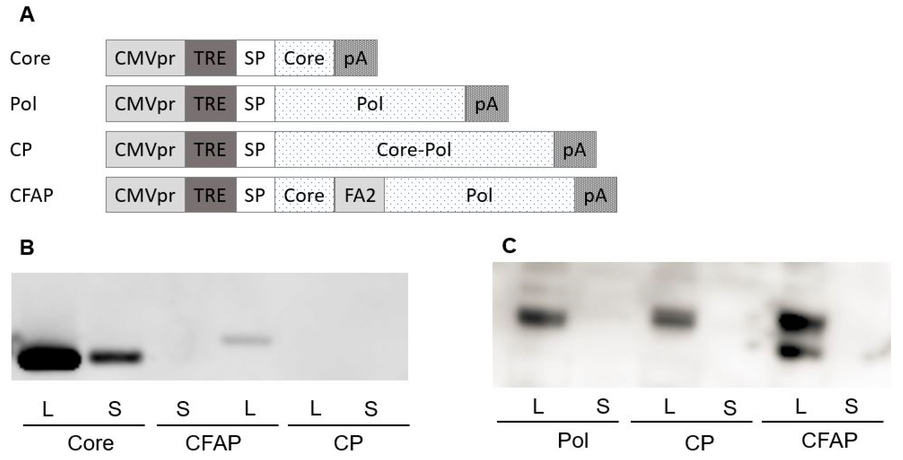 Vaccines 09 00969 g002 550