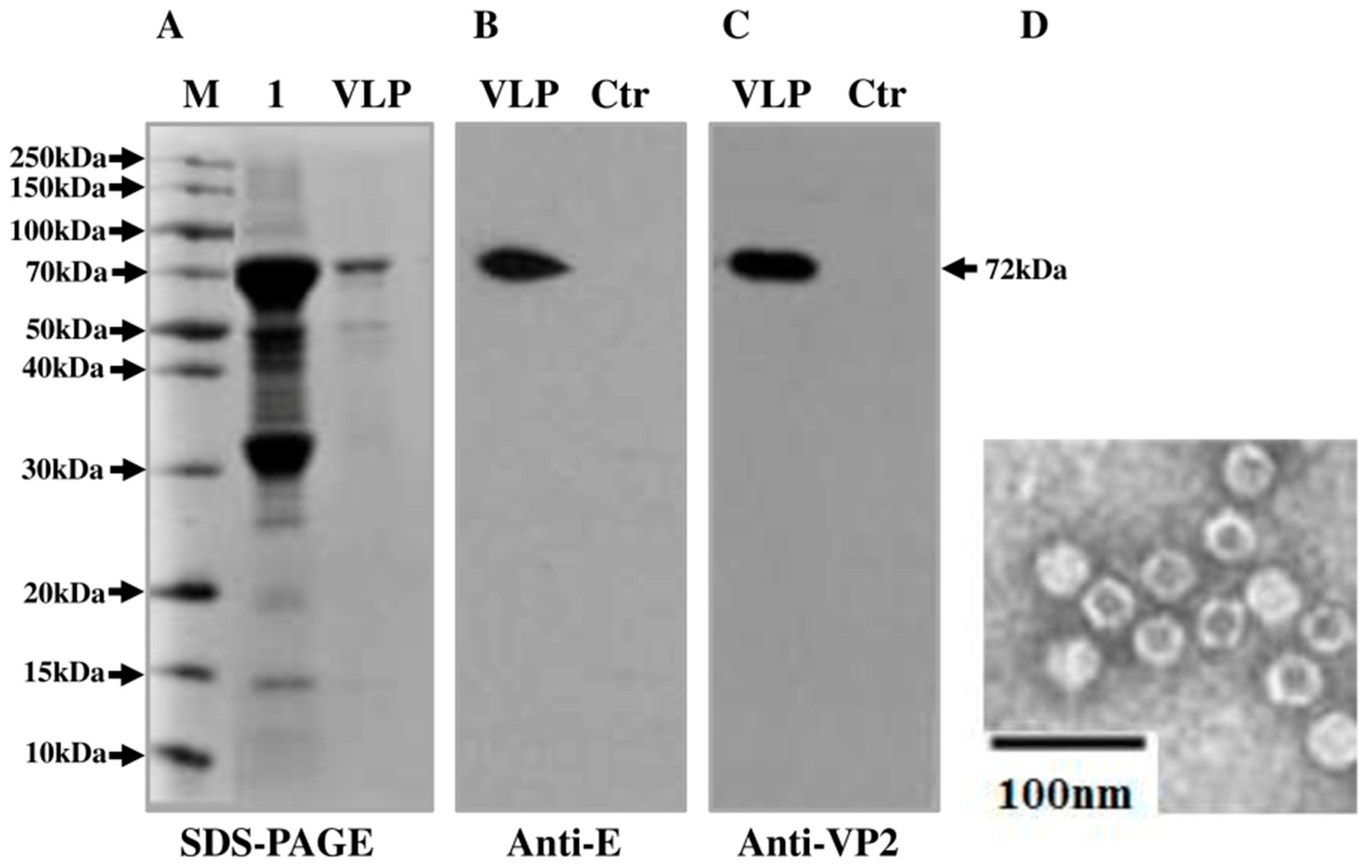 Vaccines 09 00980 g002 Vaccines 09 00980 g002