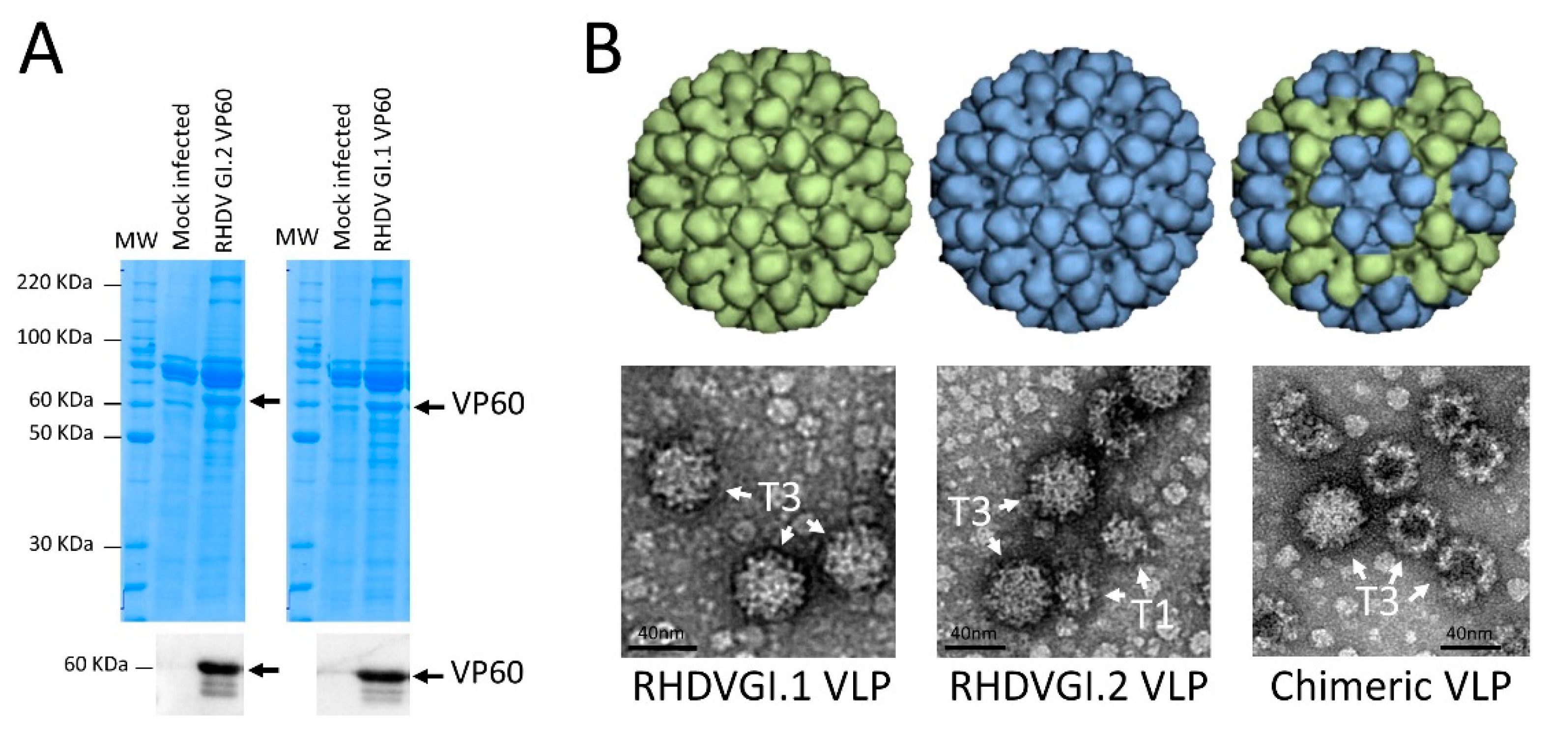 Vaccines 09 01005 g001