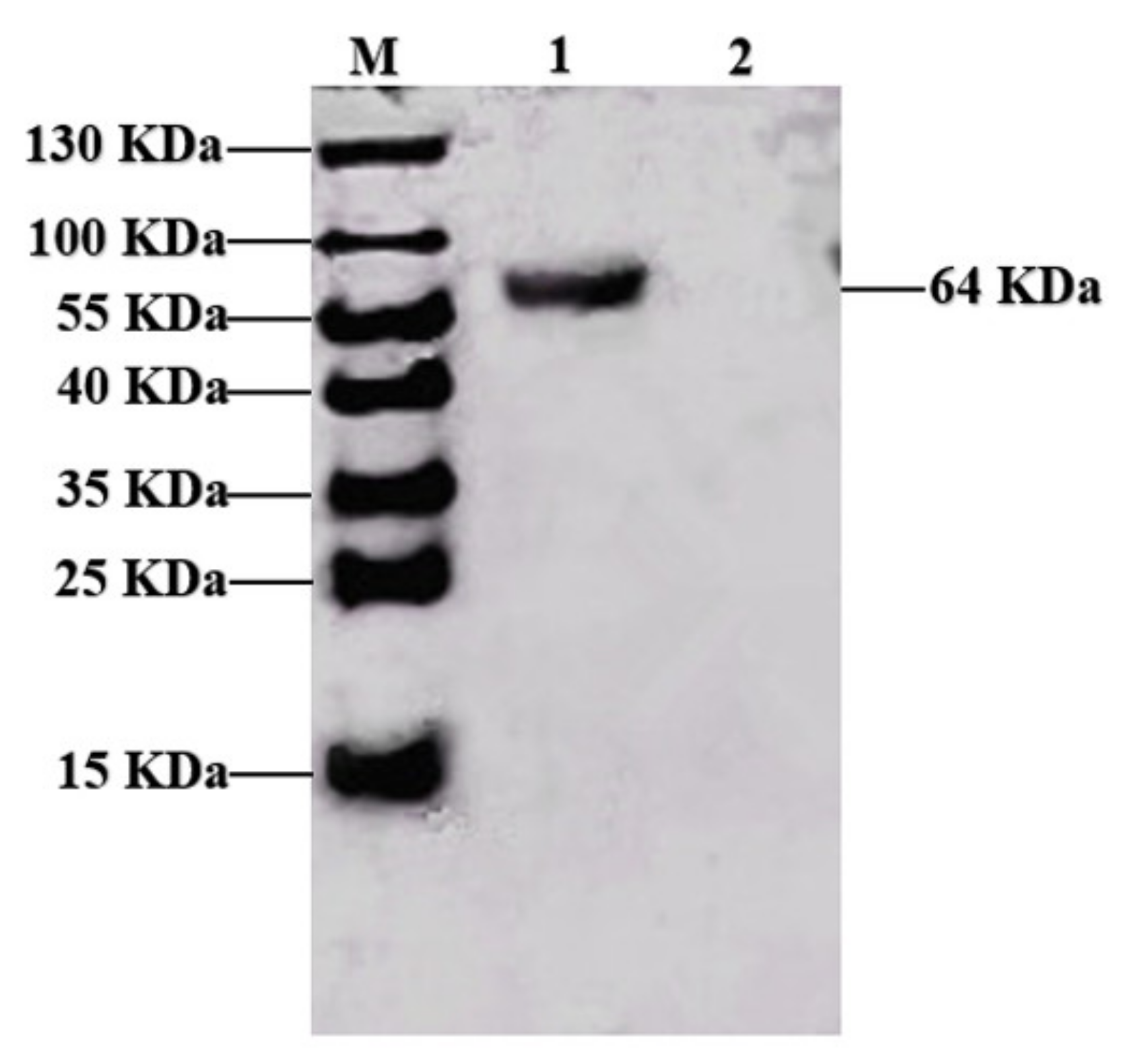 Vaccines 09 01027 g001