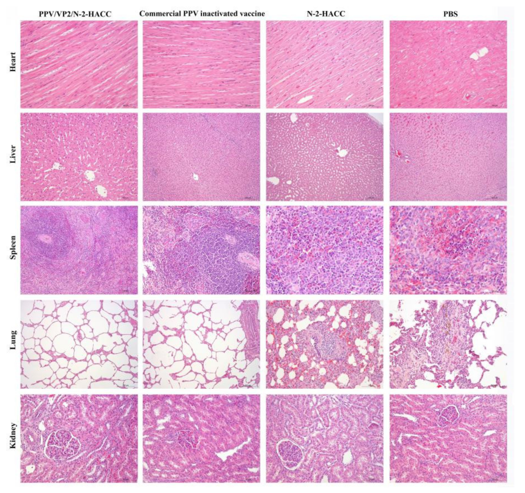 Vaccines 09 01027 g006