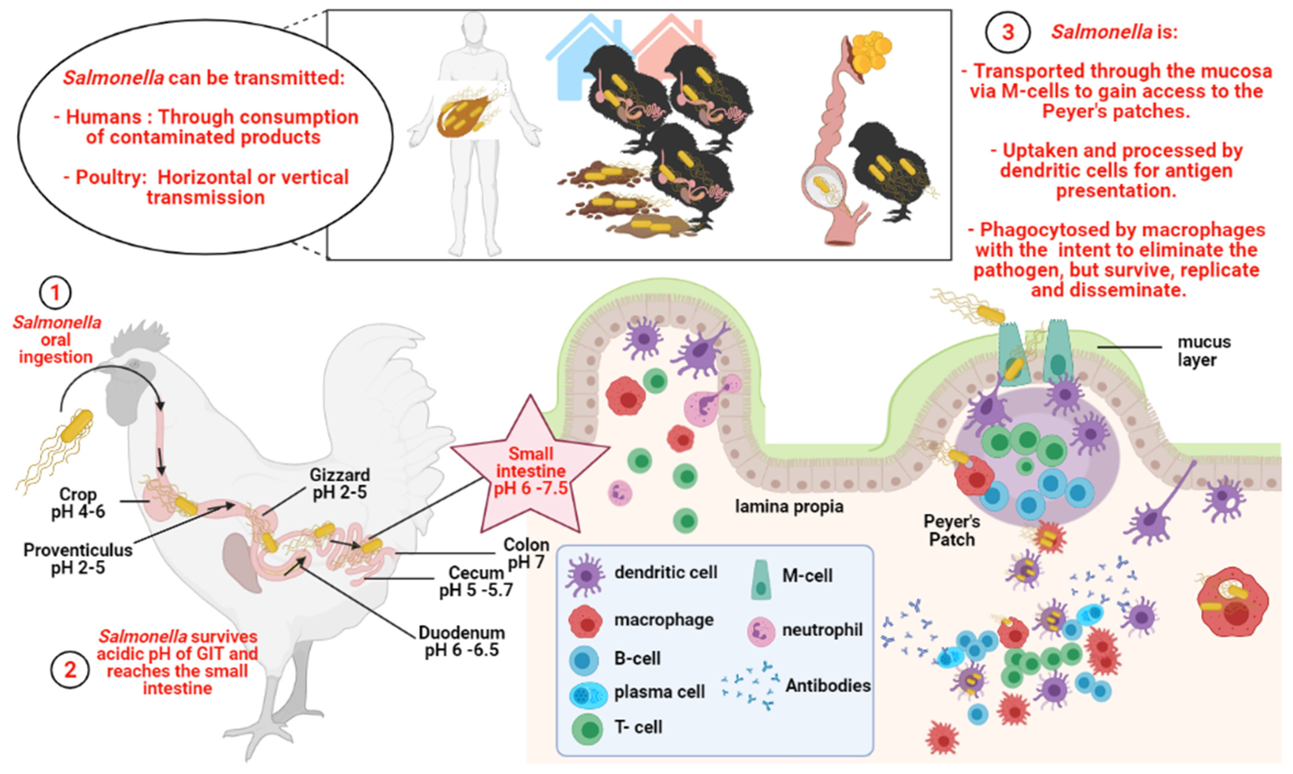 Vaccines 09 01041 g001