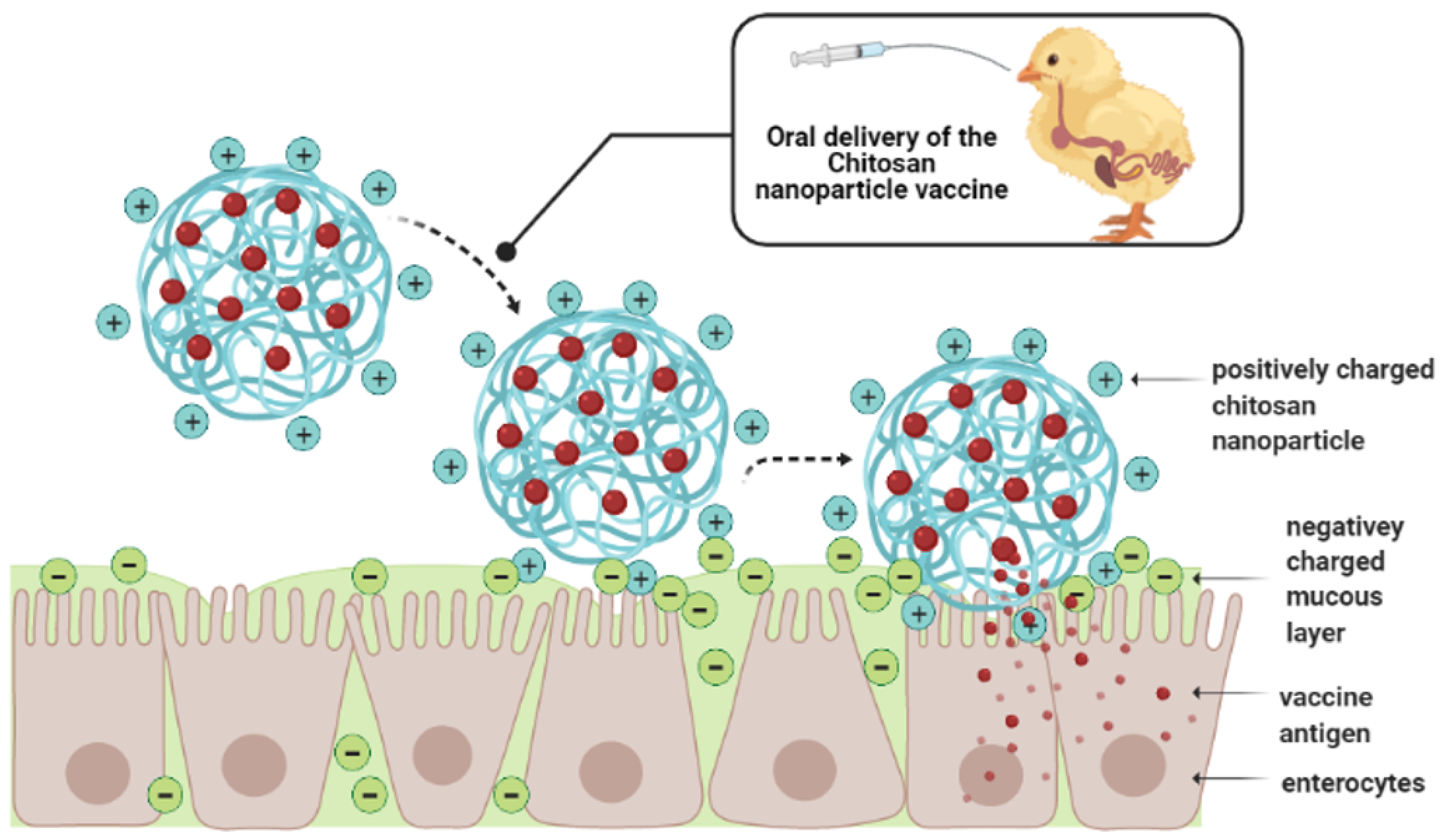 Vaccines 09 01041 g005