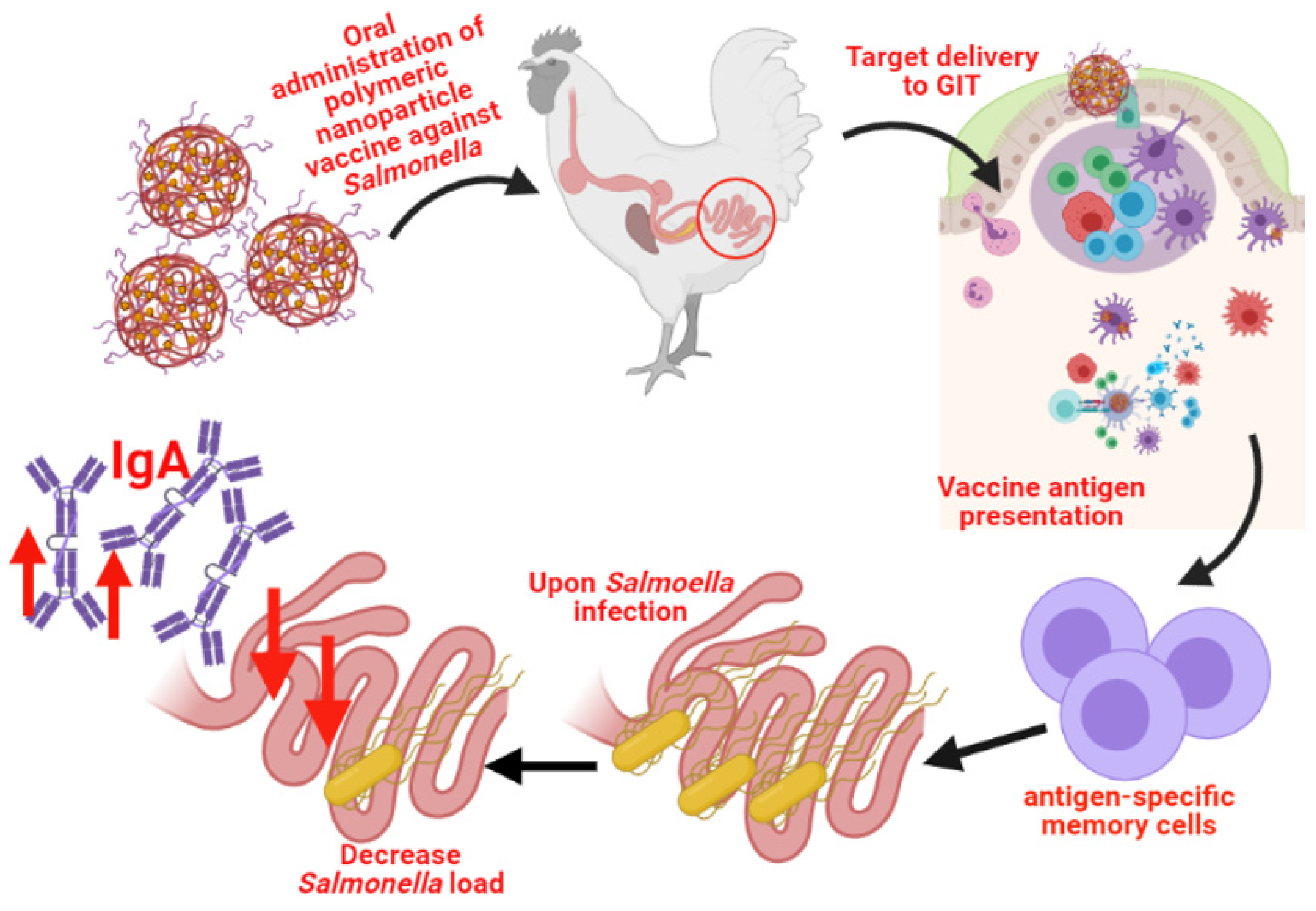 Vaccines Free FullText A Novel Approach against Salmonella A