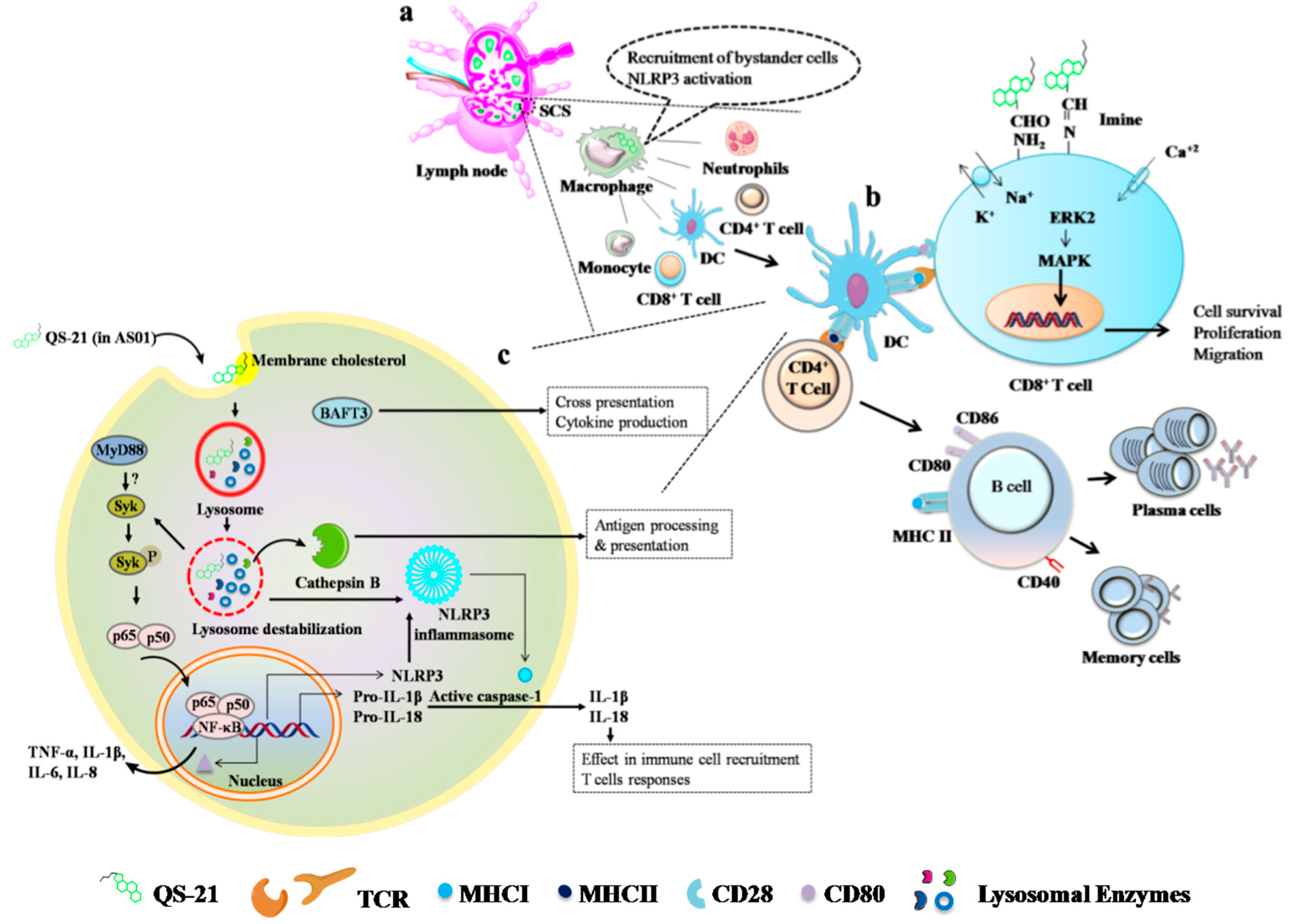 Vaccines 09 01072 g004 Vaccines 09 01072 g004