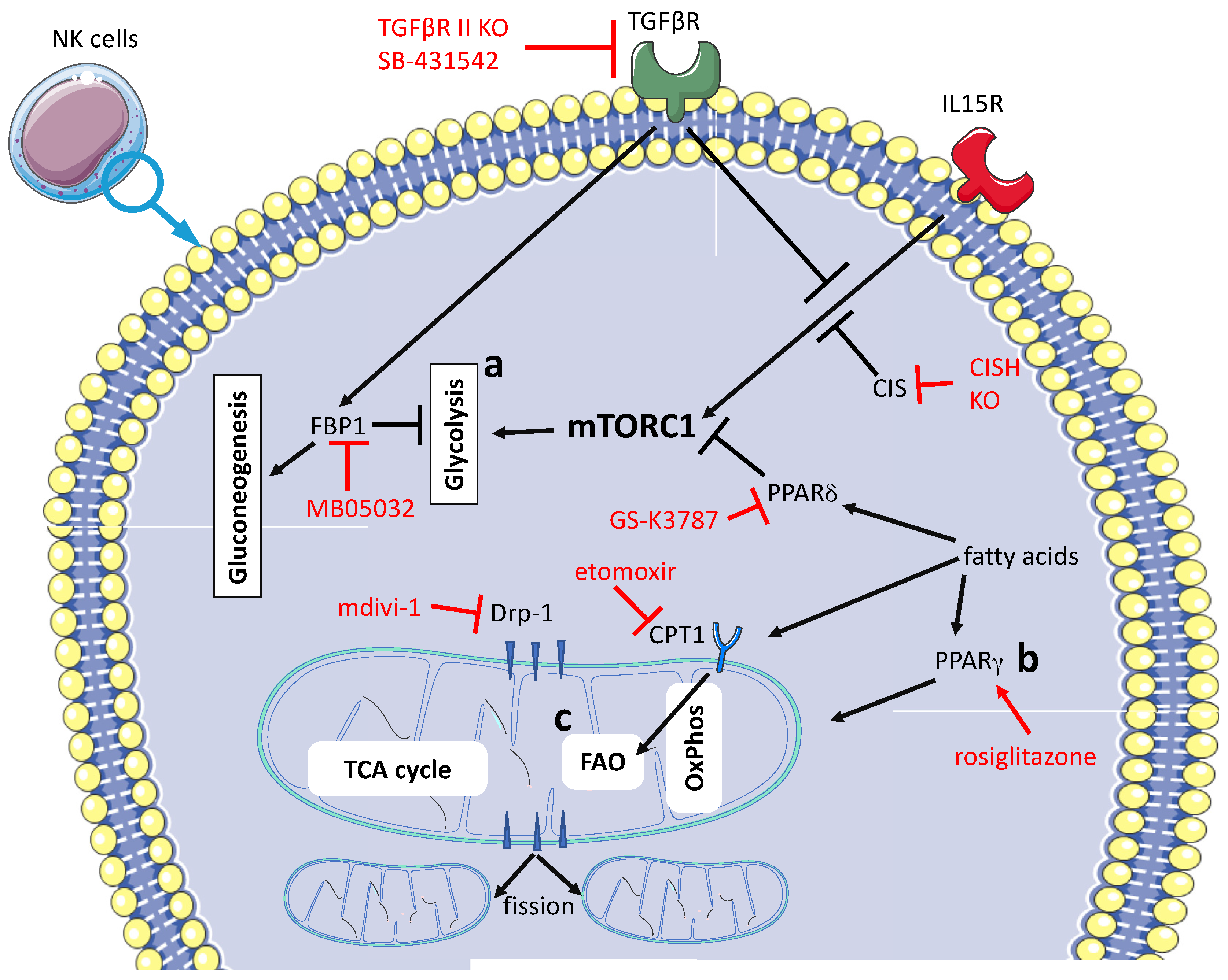 Vaccines 09 01178 g002 550