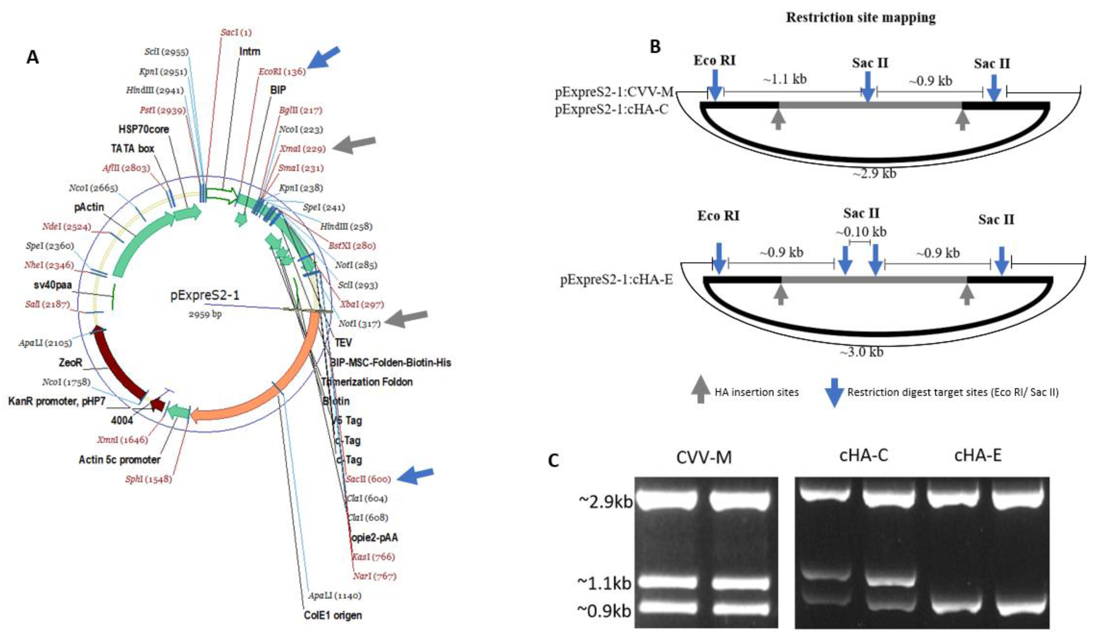 Vaccines 09 01182 g005