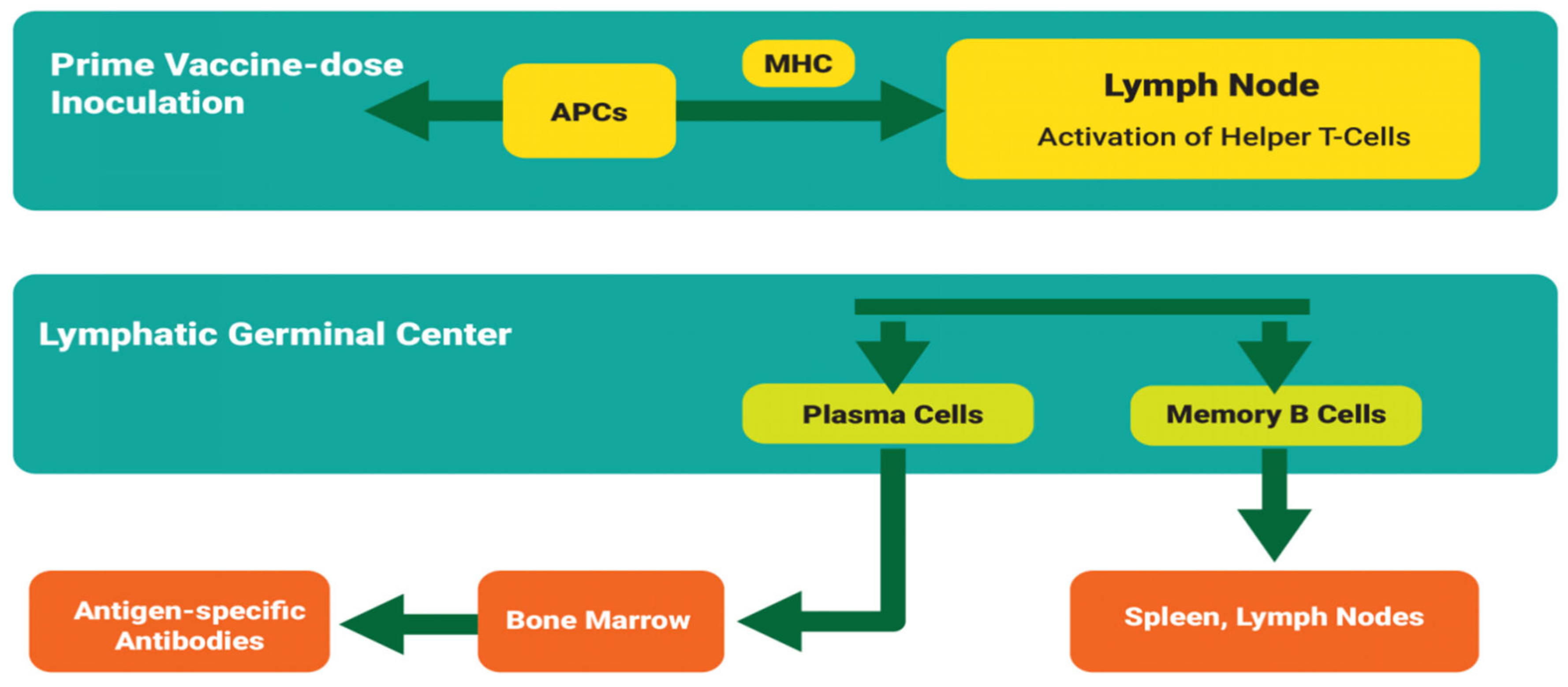 Vaccines 09 01185 g002 Vaccines 09 01185 g002