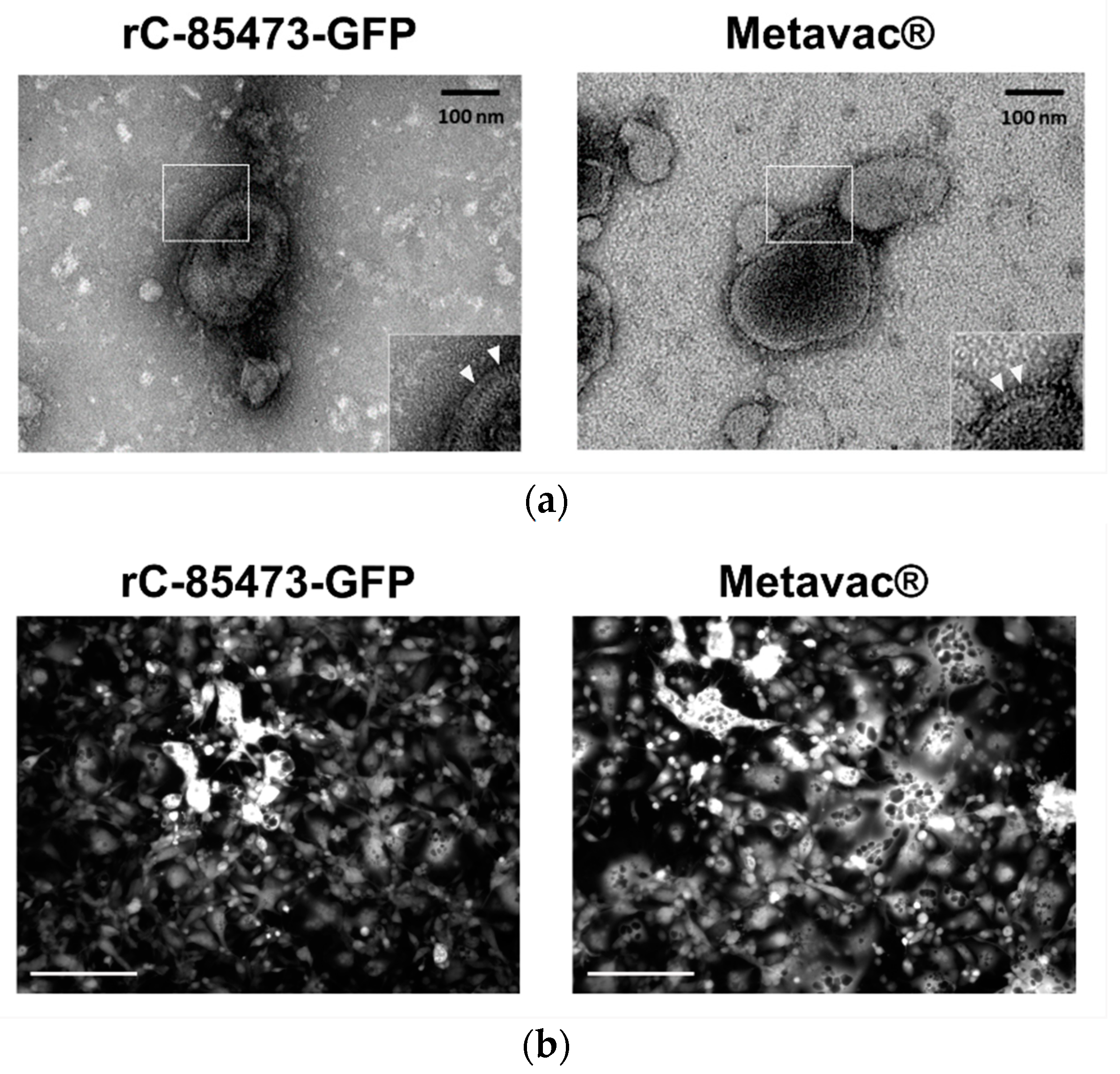 Vaccines 09 01190 g004a