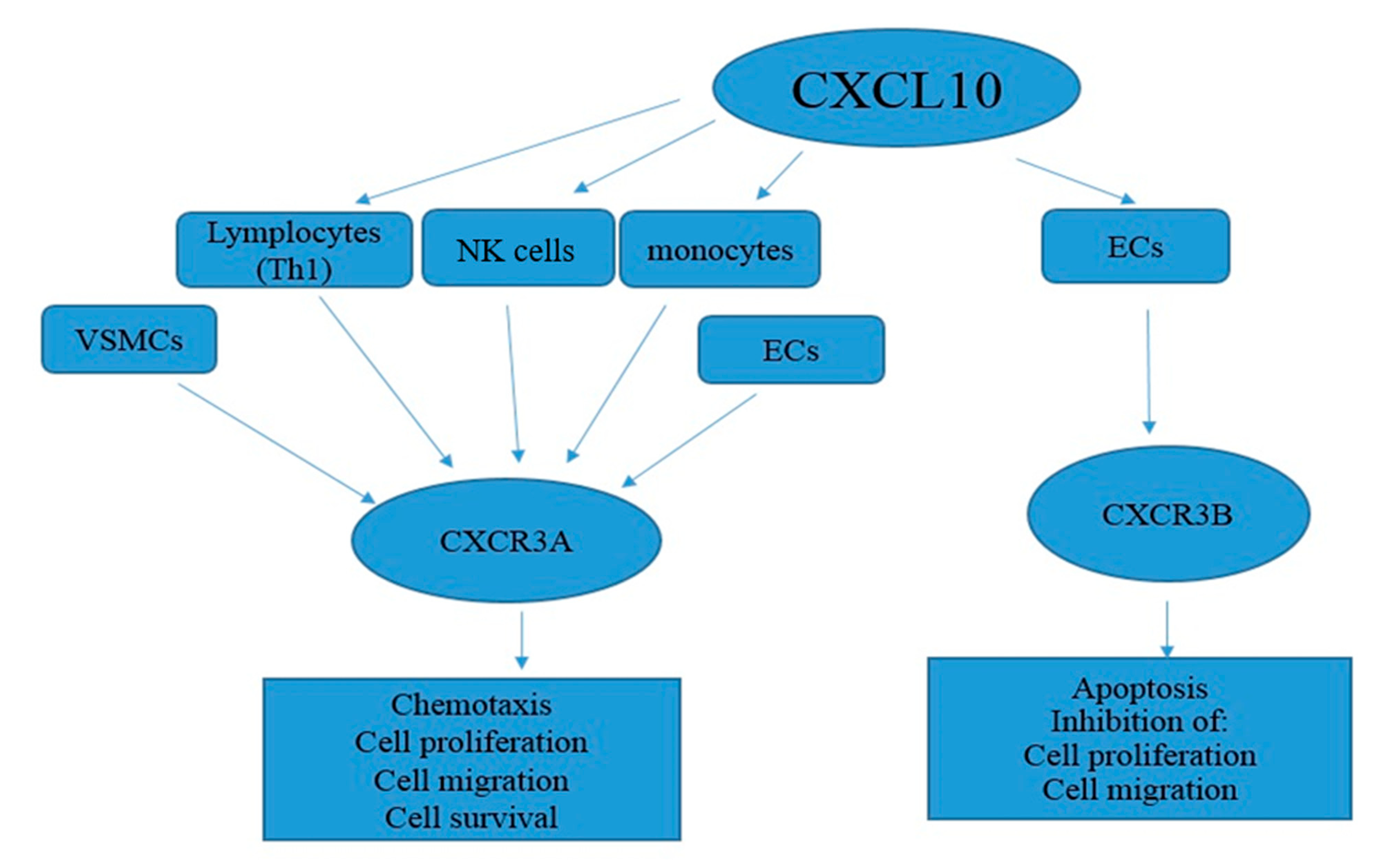 Elevated Circulating Levels of C-C Chemokines in Patients With Congestive  Heart Failure