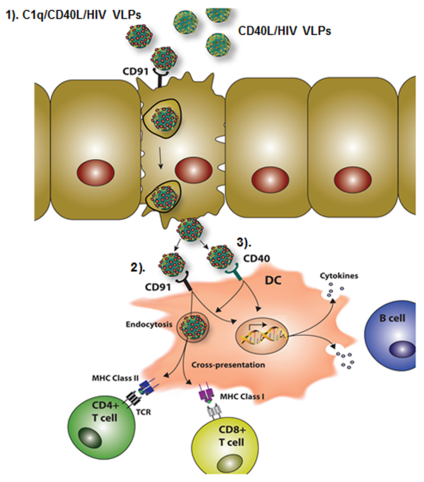 Vaccines 09 01236 g008