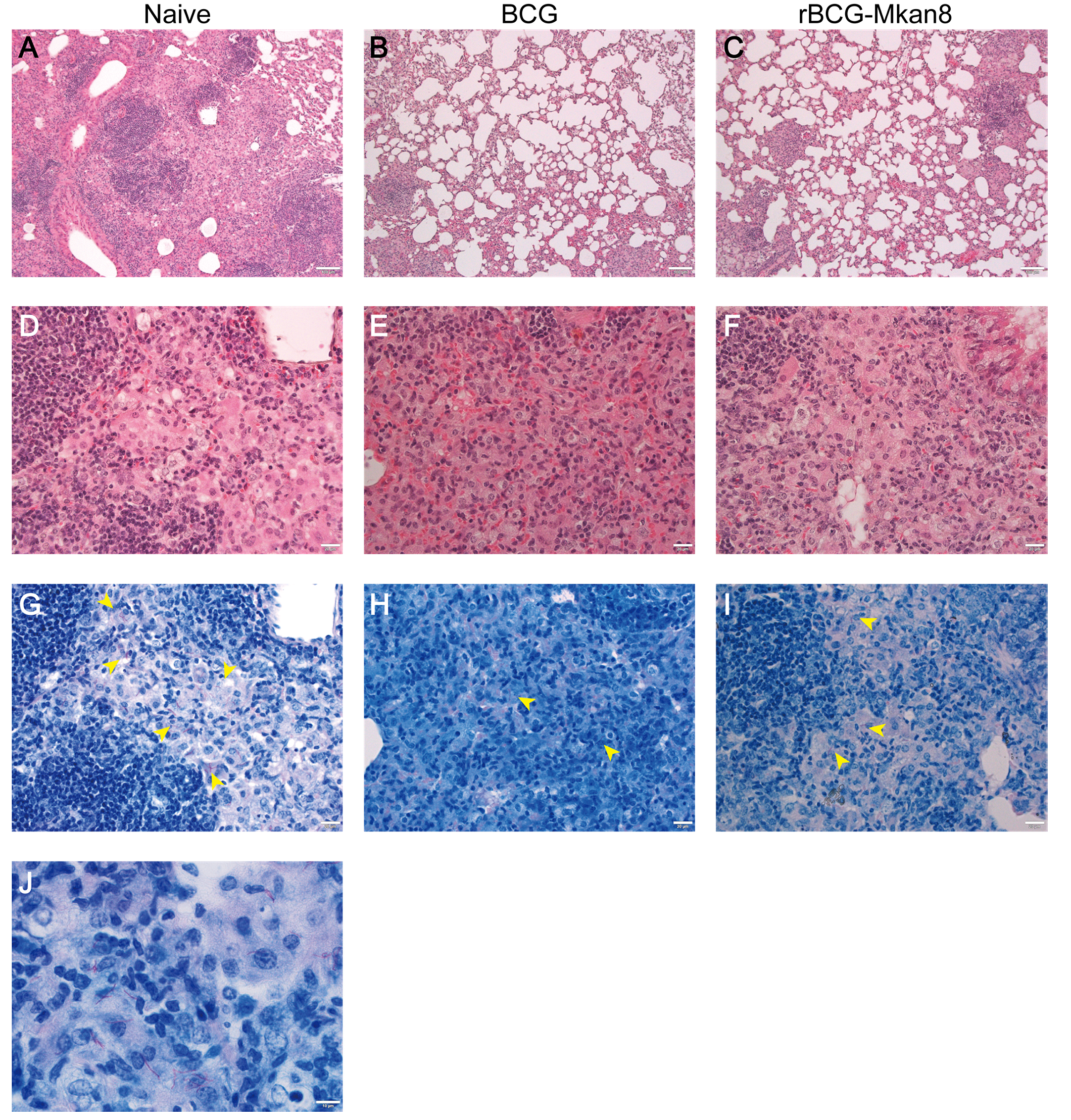 Vaccines 09 01260 g002 Vaccines 09 01260 g002