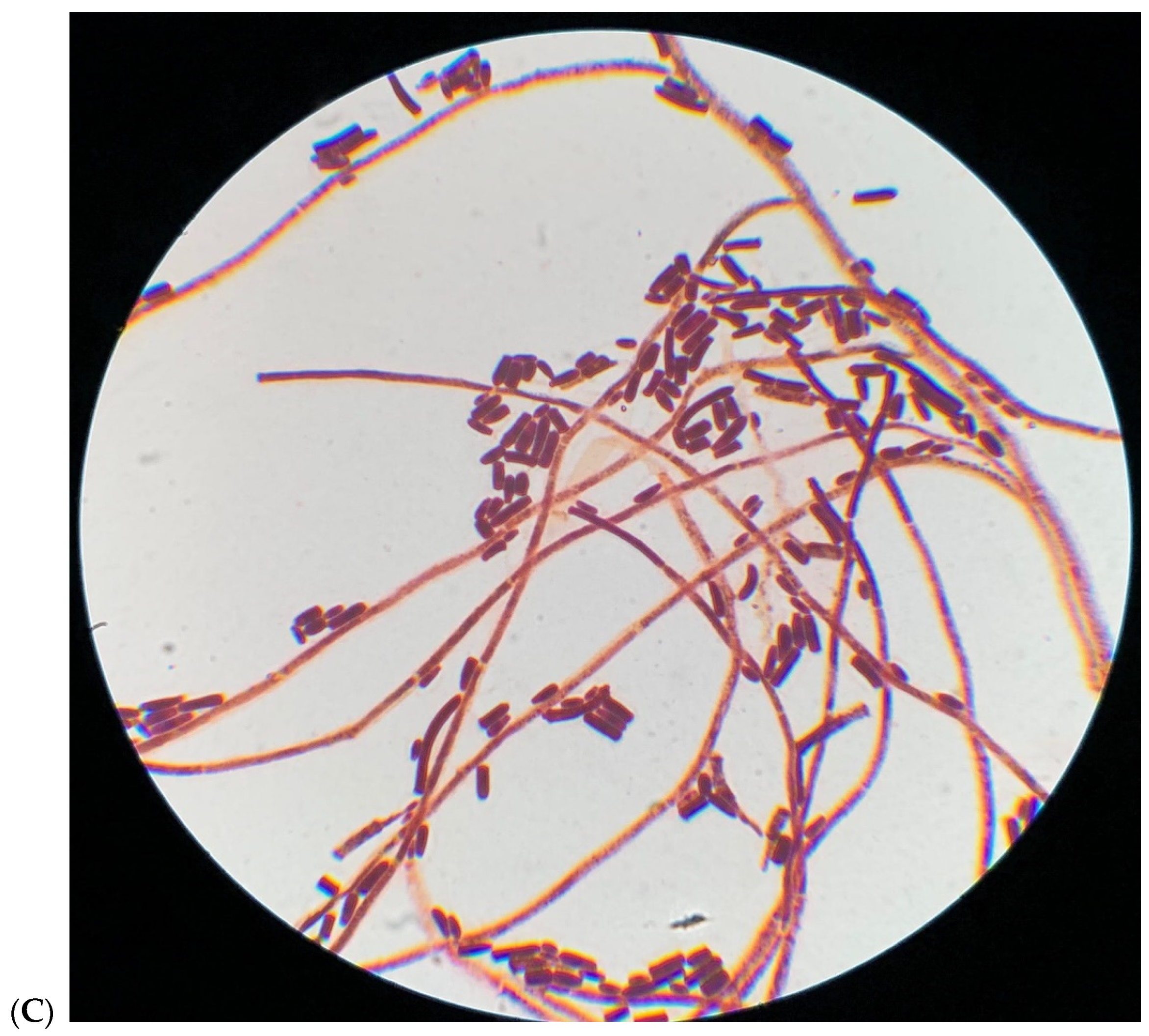 Vaccines 09 01289 g001b