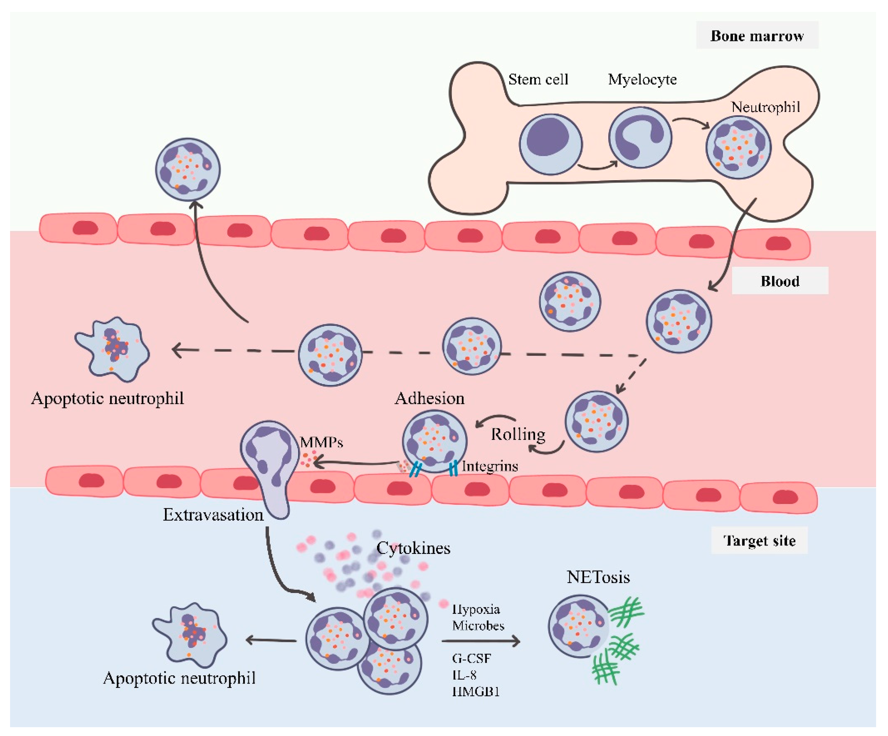 Vaccines 09 01306 g001 Vaccines 09 01306 g001