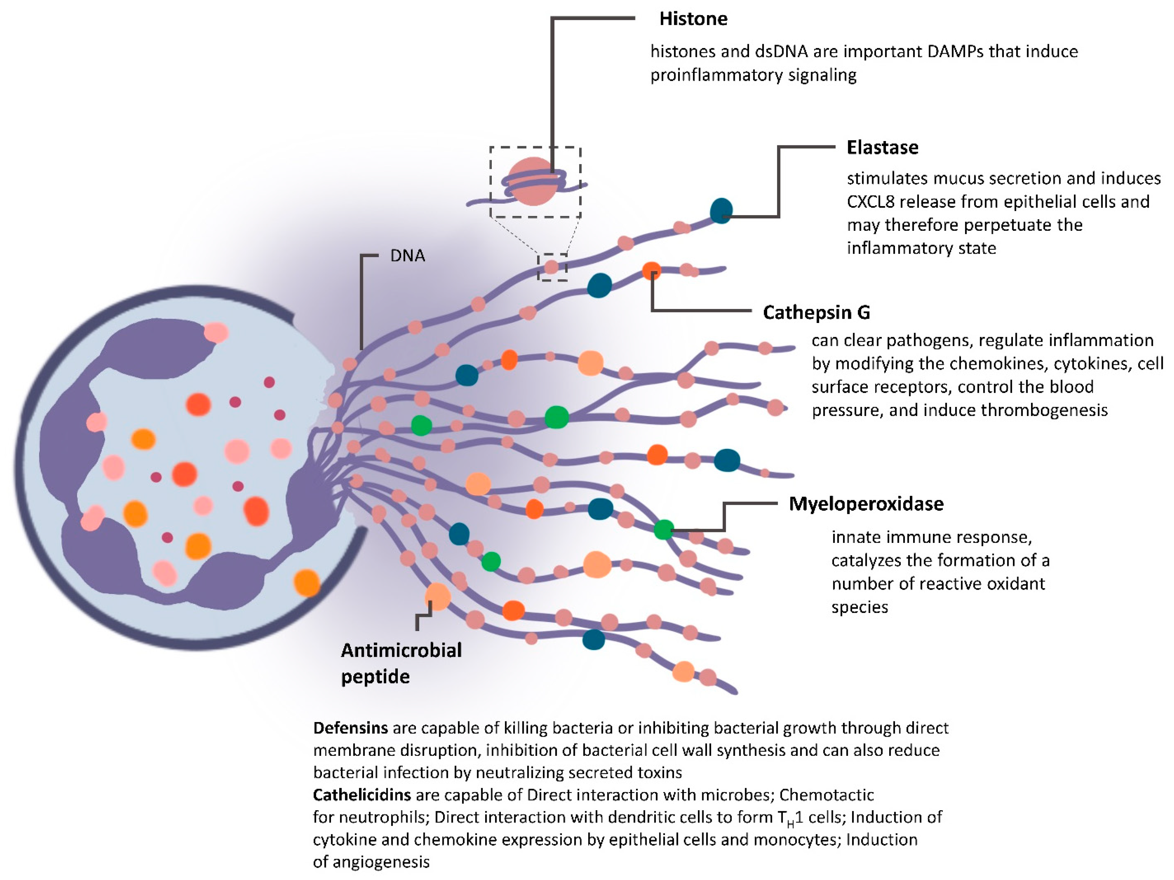 Vaccines 09 01306 g003 Vaccines 09 01306 g003