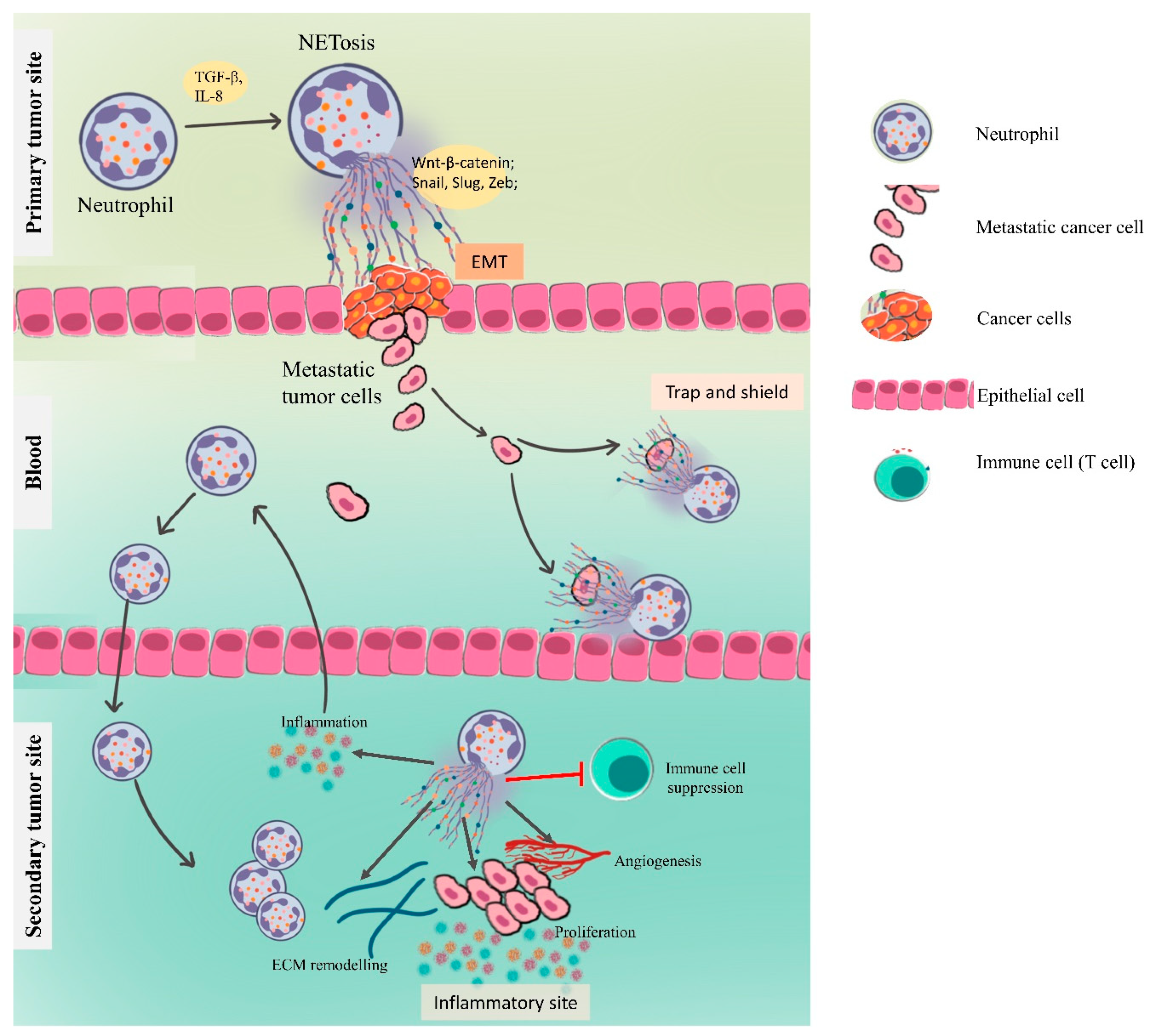 Vaccines 09 01306 g004 Vaccines 09 01306 g004