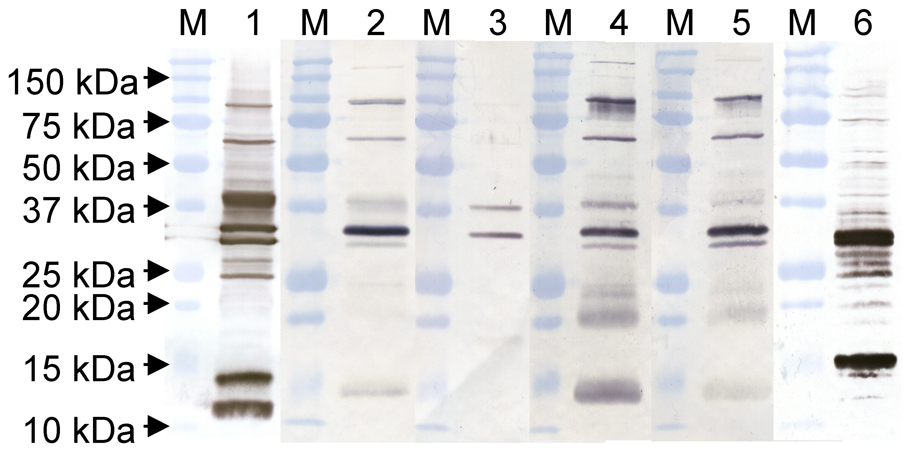 Vaccines 09 01308 g002