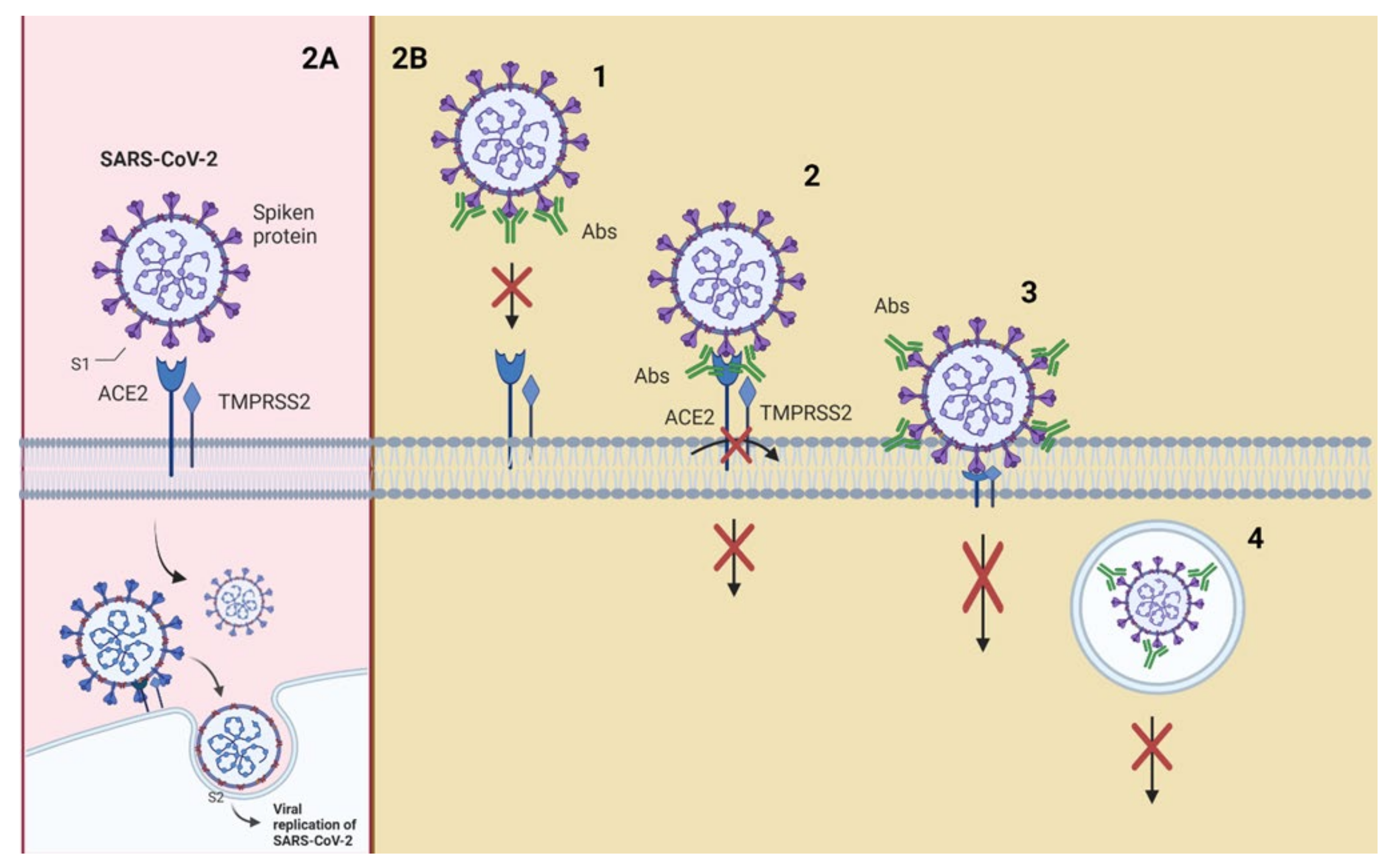 Vaccines 09 01376 g002 Vaccines 09 01376 g002