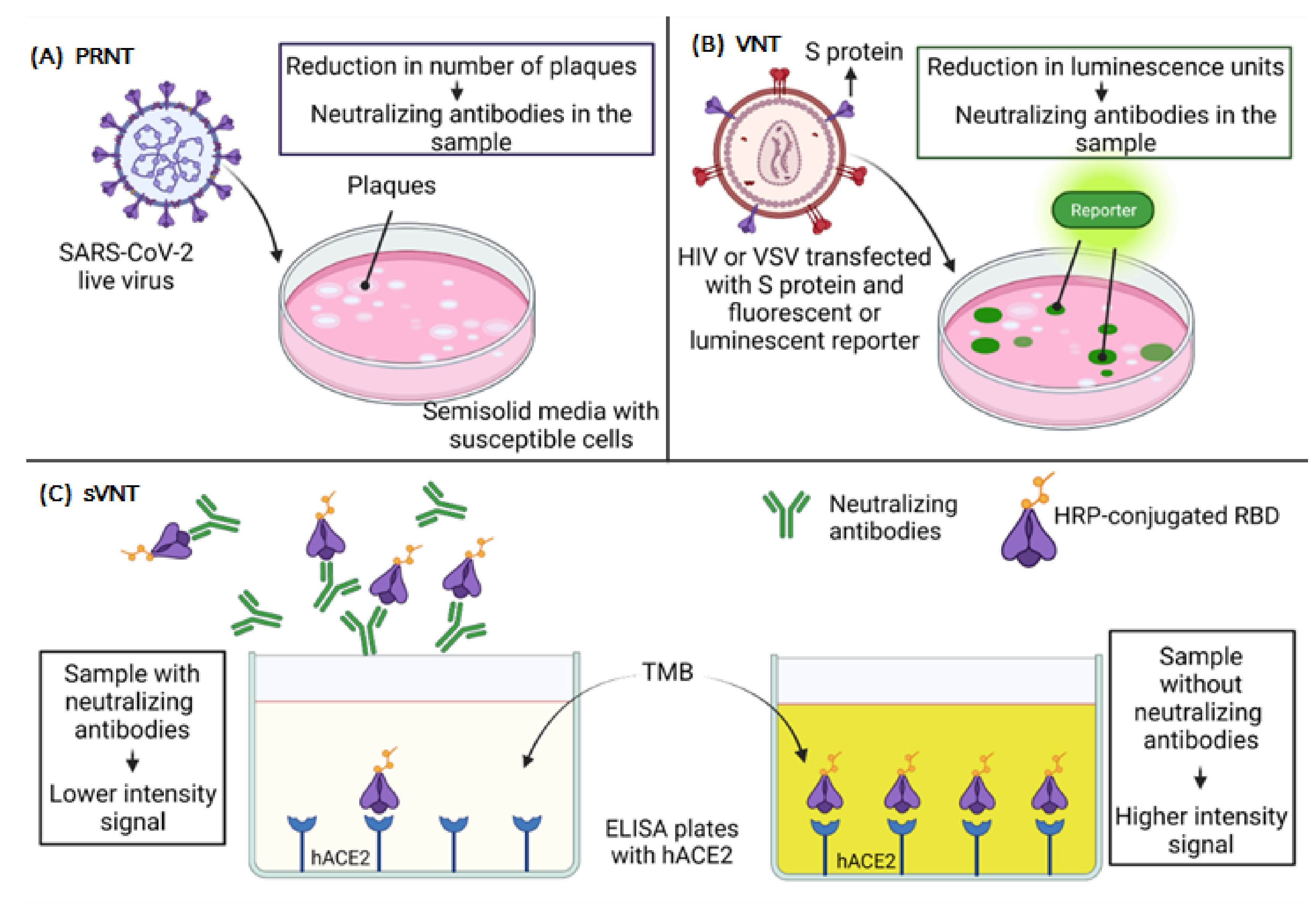 Vaccines 09 01376 g004 Vaccines 09 01376 g004