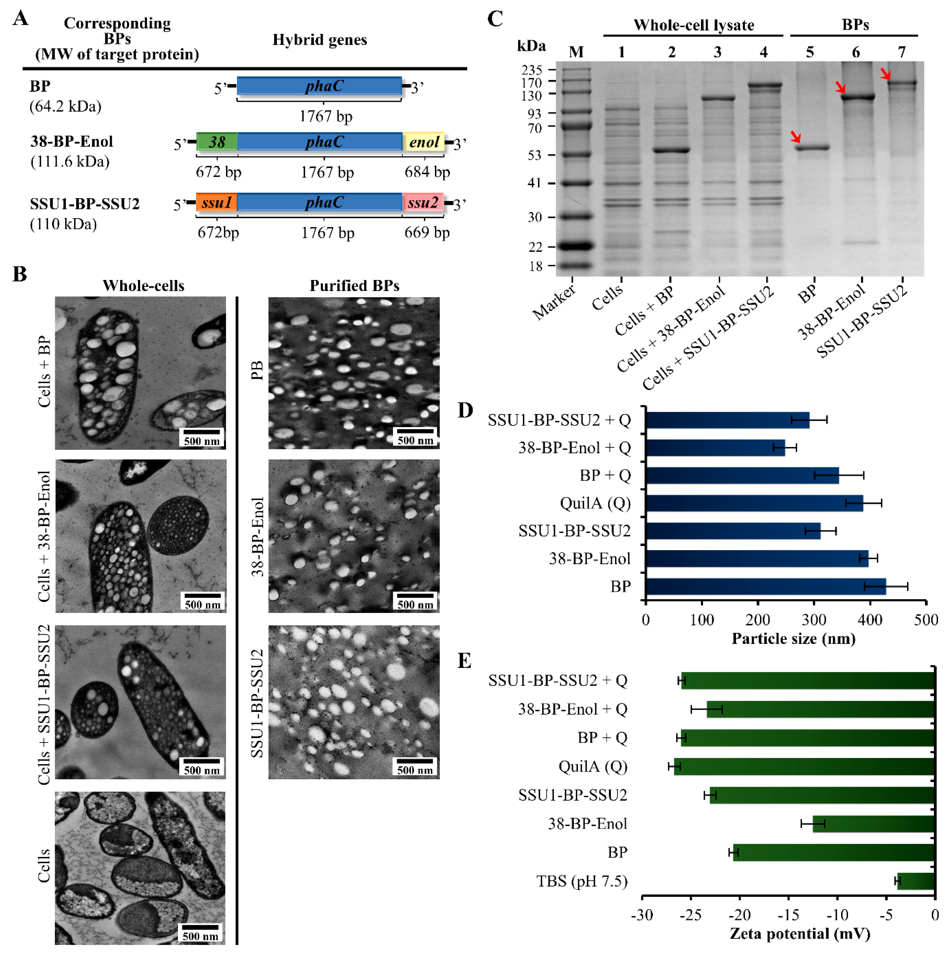 Vaccines 09 01386 g002 Vaccines 09 01386 g002