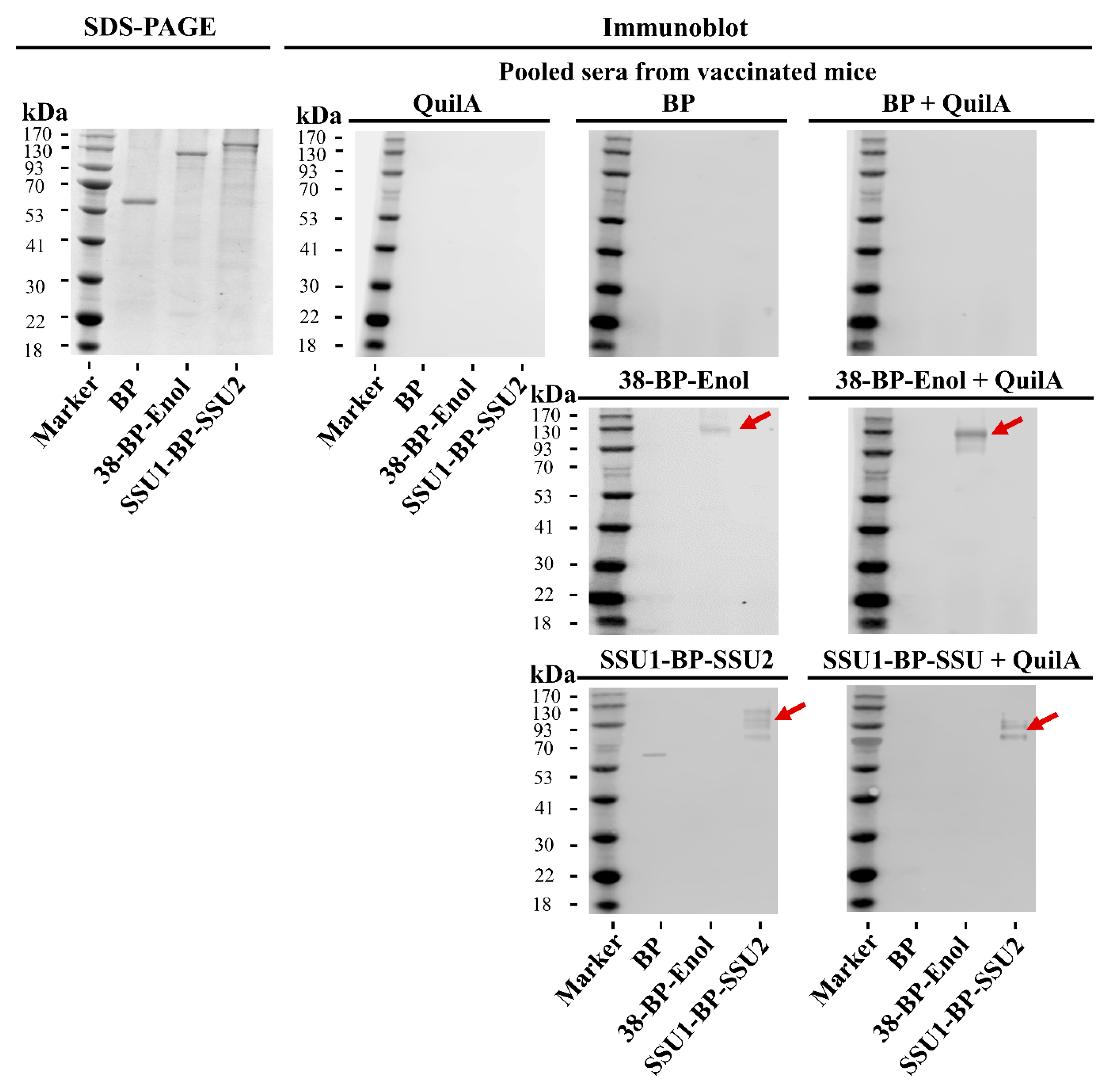 Vaccines 09 01386 g004 Vaccines 09 01386 g004